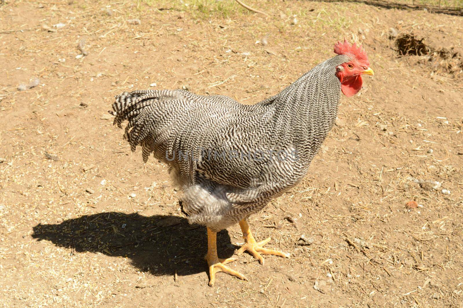 A Plymouth Barred Rock Rooster standing in the yard of his pen during the bright sunshine of the afternoon hours.