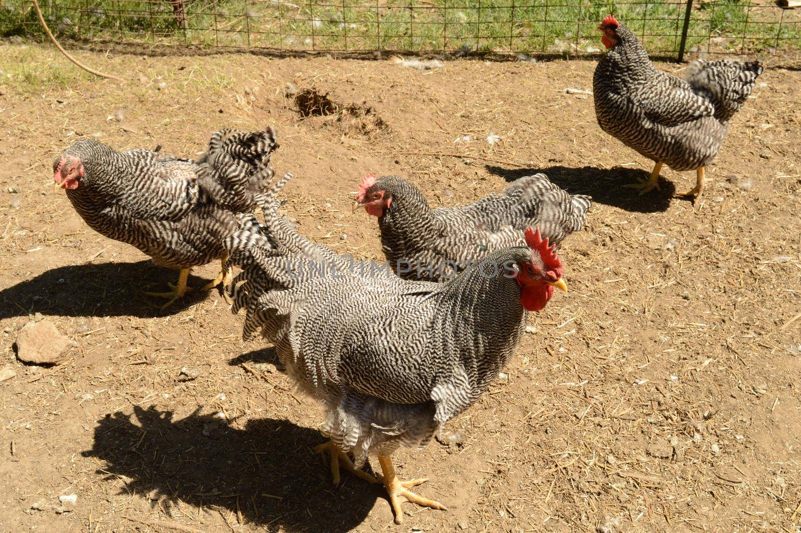 Several Plymouth Barred Rock Roosters have gathered around the pen for feeding in the yard.