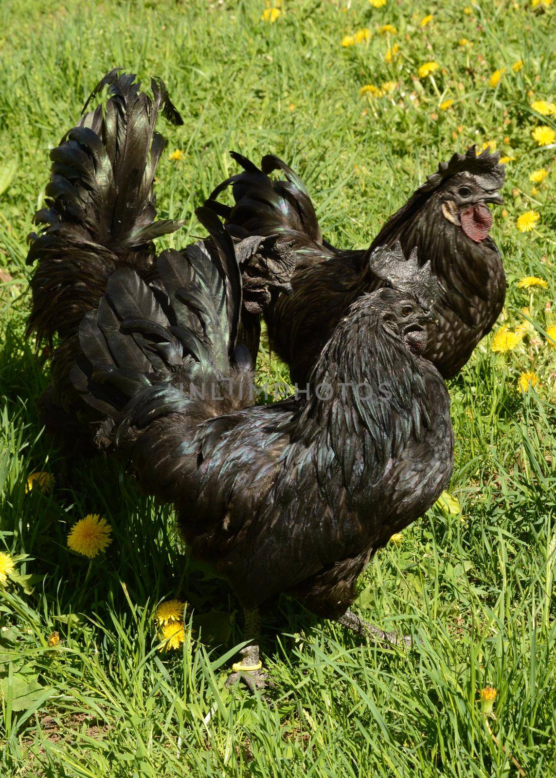 Few Ayam Cemani Chickens by AlphaBaby