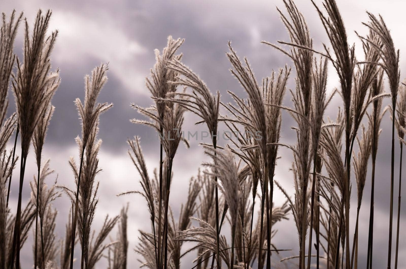 Wild fluffy grass with spikelets smoothly swinging in wind, summer and autumn plants with cloudy sky. Yellow grass with golden ears, nature. Spikelets.