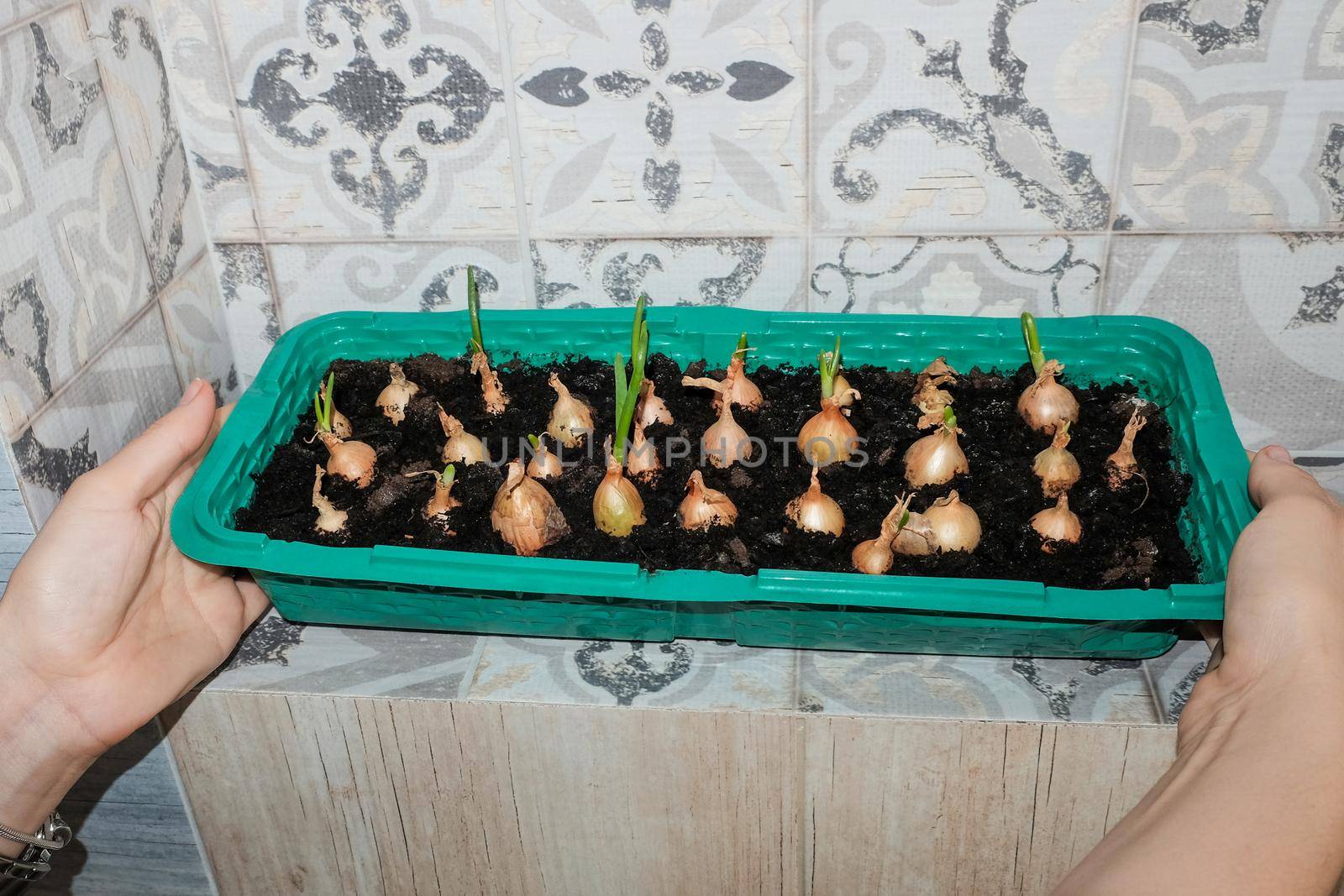 Young green onions in the ground. Growing onions on the windowsill in the house. Greens at home. Close-up view. For a gardening site.