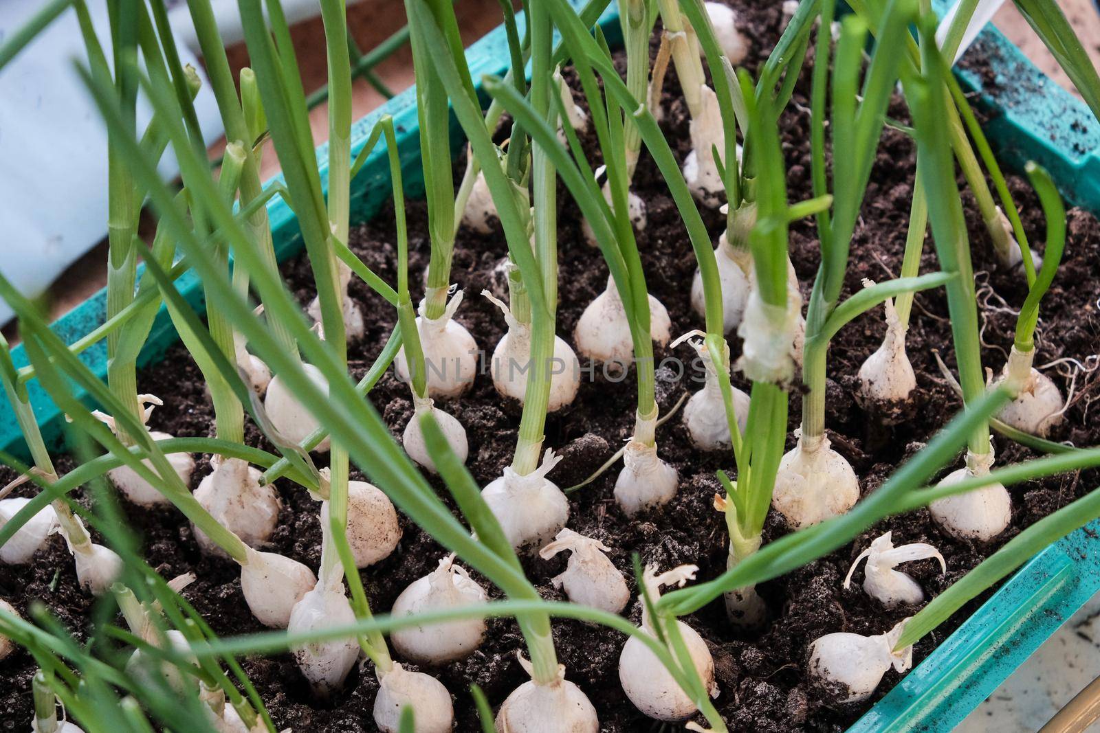 Young green onions in the ground. Growing onions on the windowsill in the house. Greens at home. Close-up view. For a gardening site.