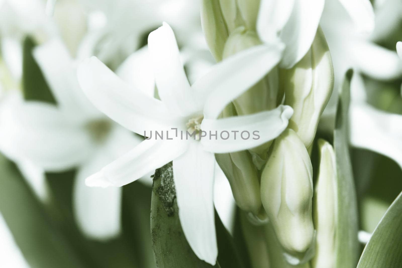 White hyacinth in full spring bloom. No people