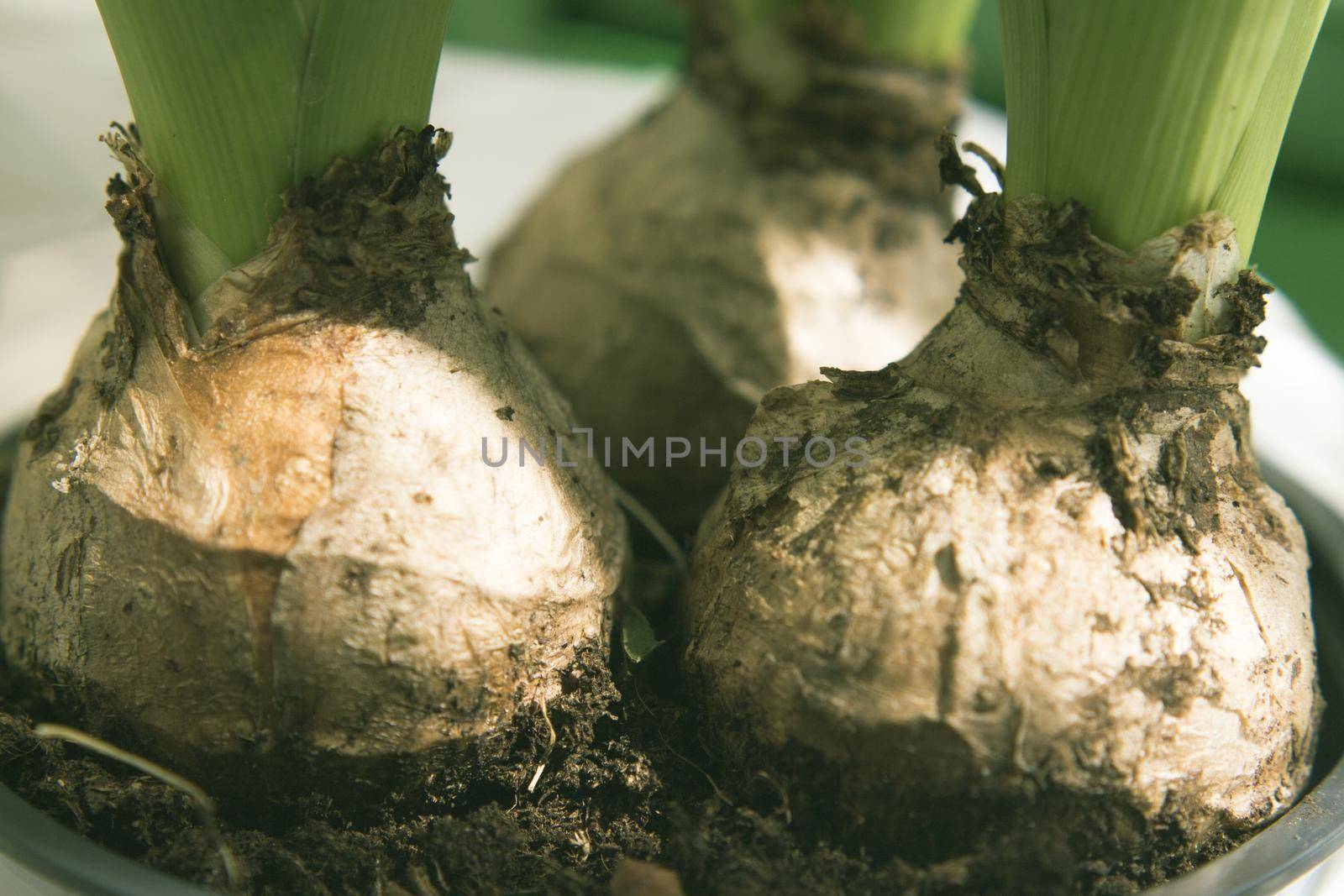 White hyacinth bulbs not yet flowering. No people