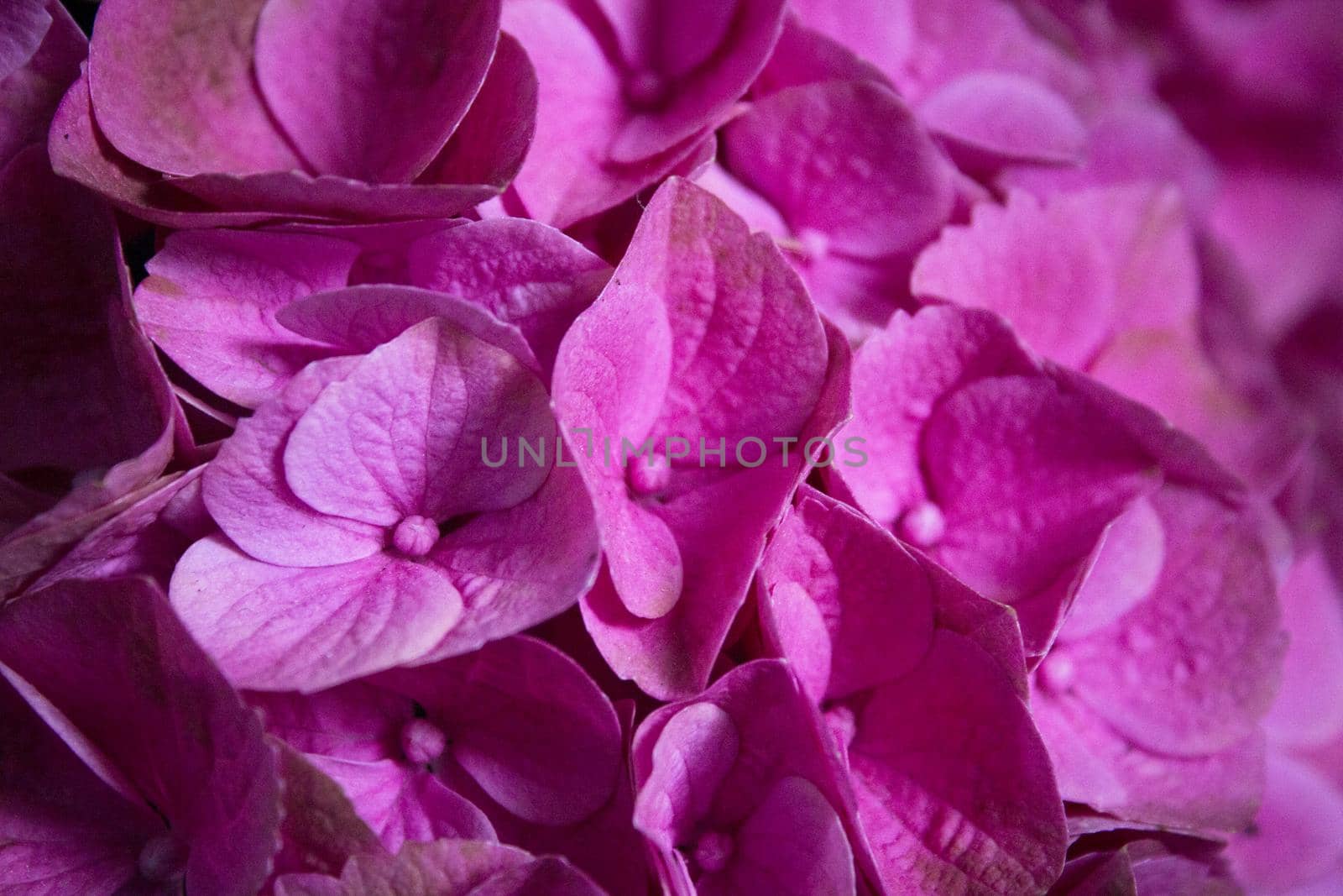 Hydrangea plant in full bloom. Pink and lilac color