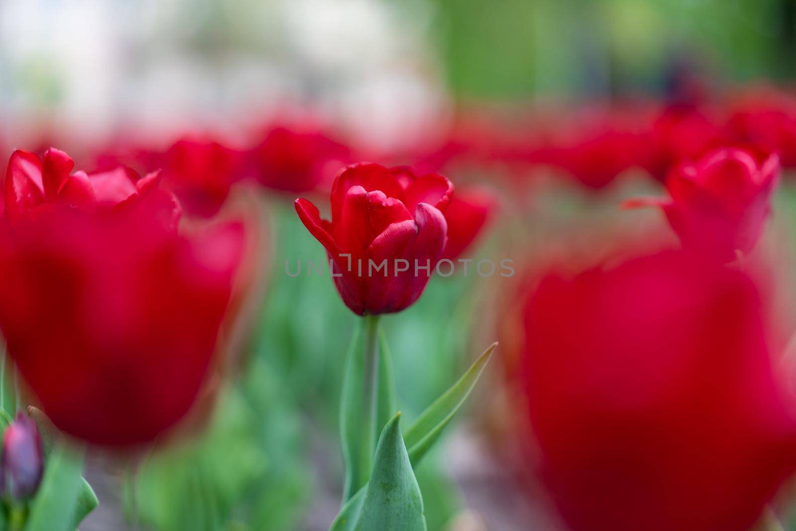 Red tulip flowers background outdoor by andreonegin