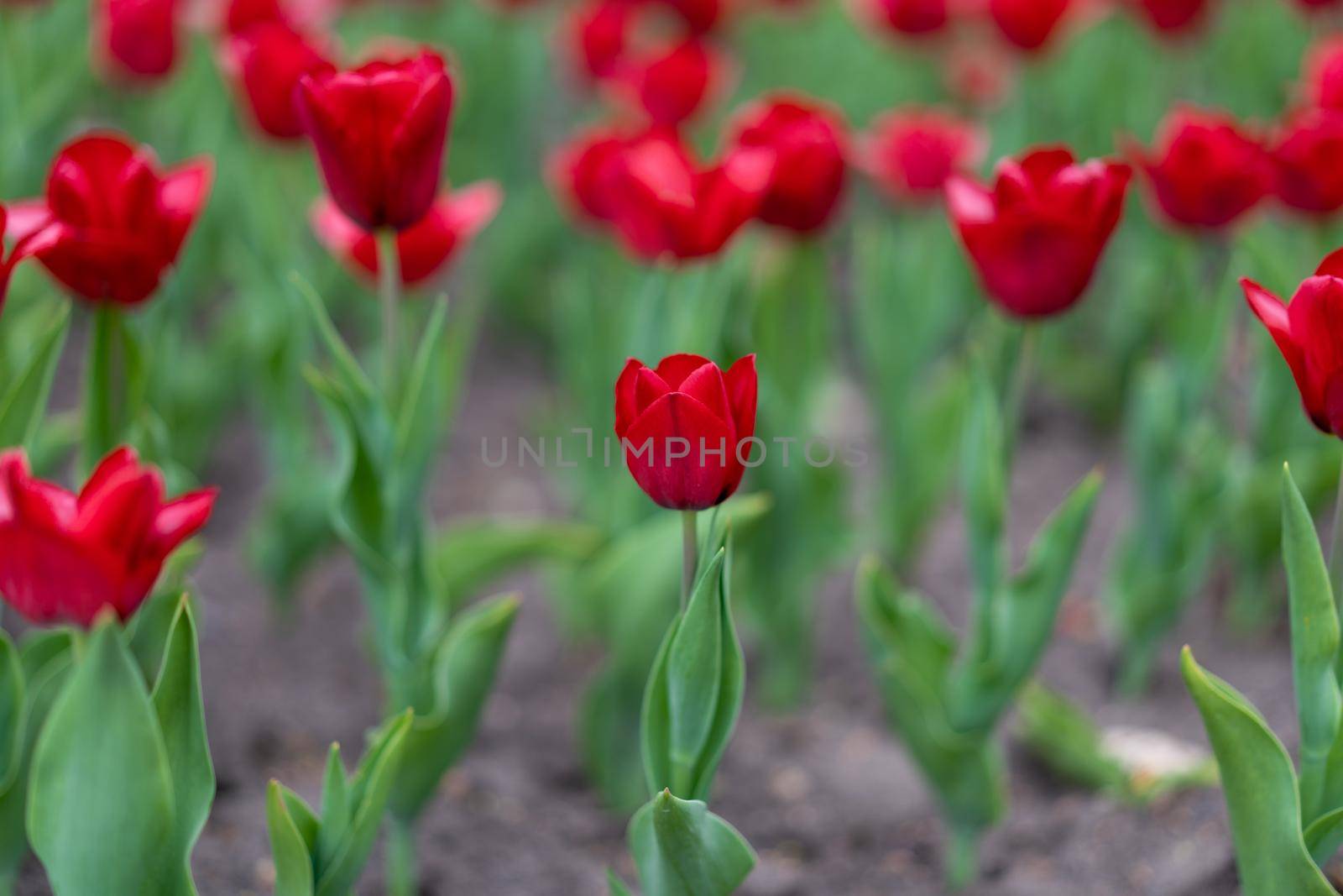 Red tulip flowers background outdoor Spring season flowers