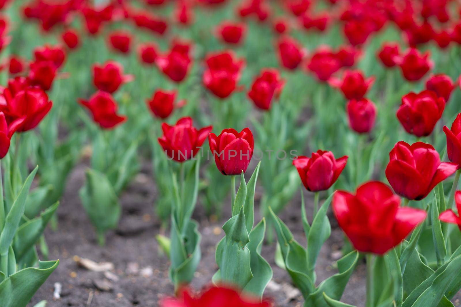 Red tulip flowers background outdoor by andreonegin
