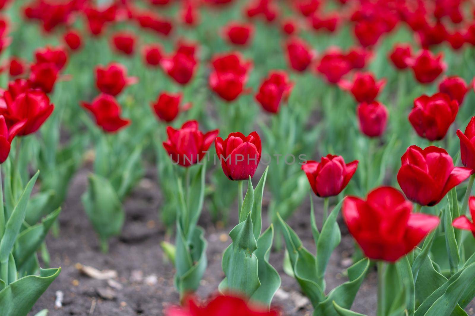 Red tulip flowers background outdoor Spring season flowers