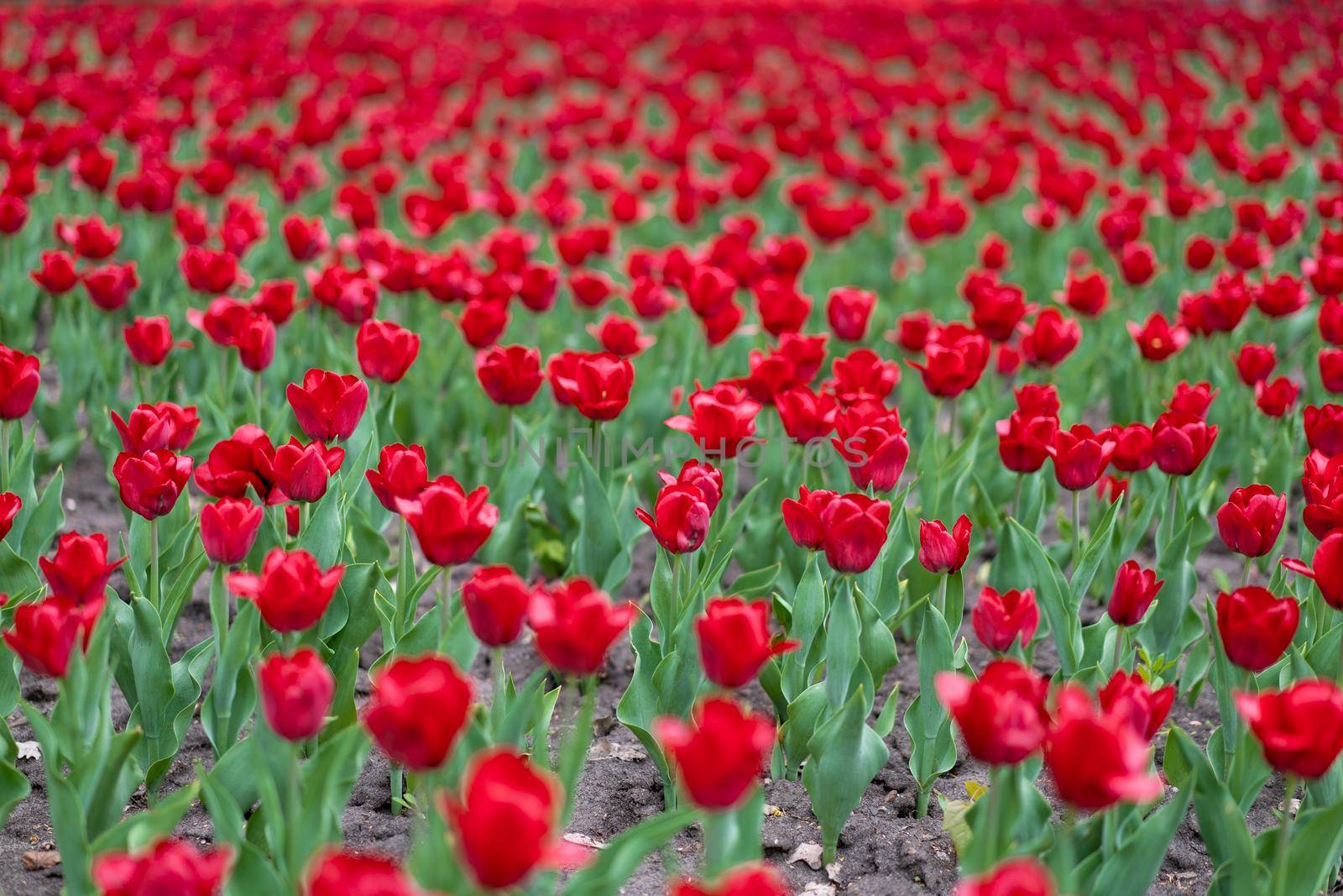 Red tulip flowers background outdoor Spring season flowers