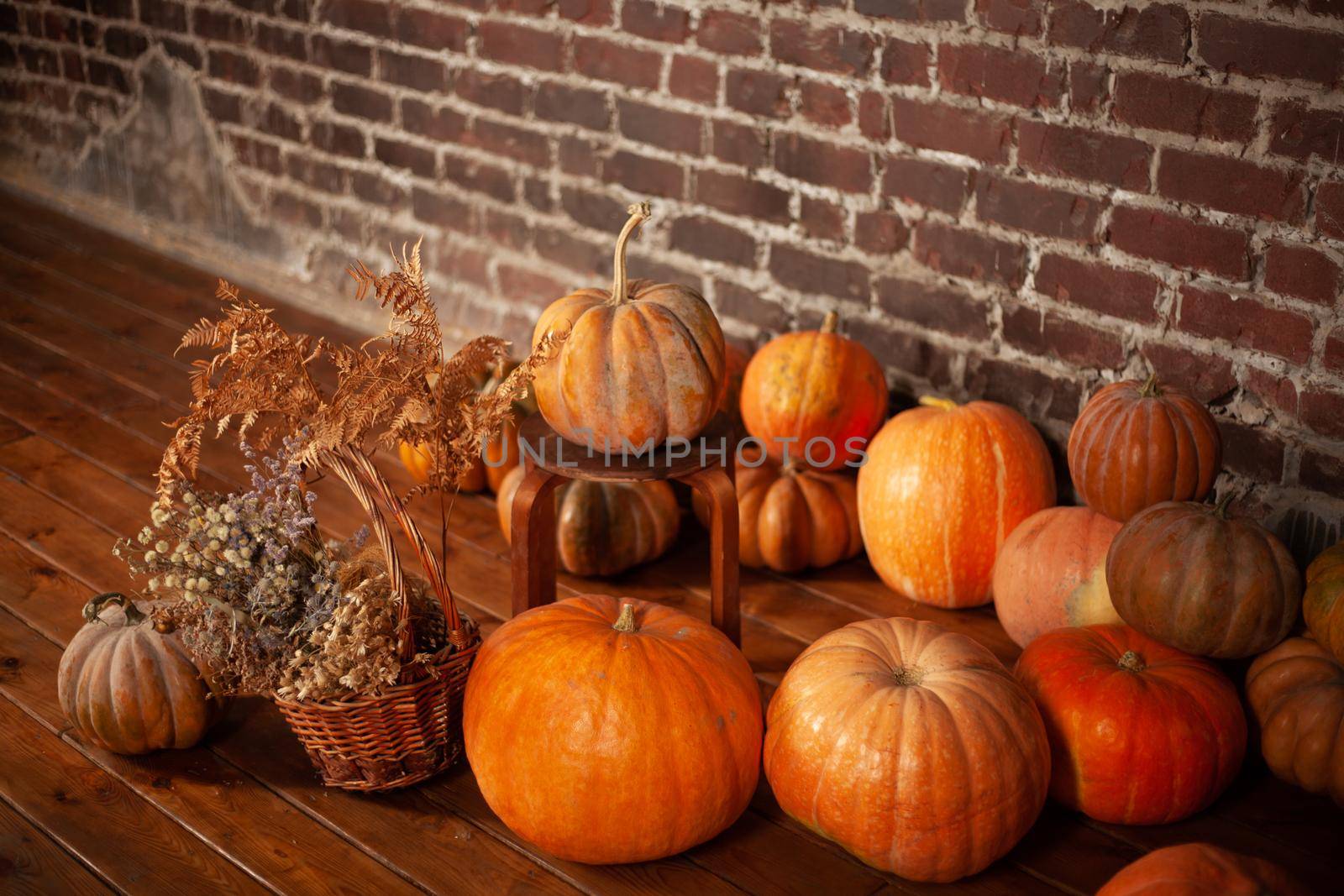 Many Halloween pumpkin lies on the floor Happy thanksgiving Copy space