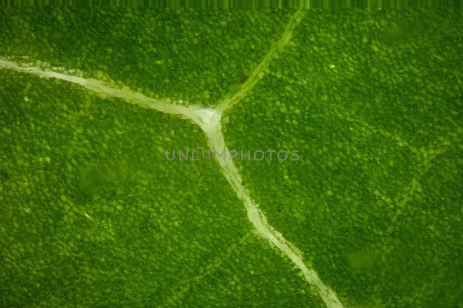 Leaf of a deciduous tree with leaf veins under a microscope 100x