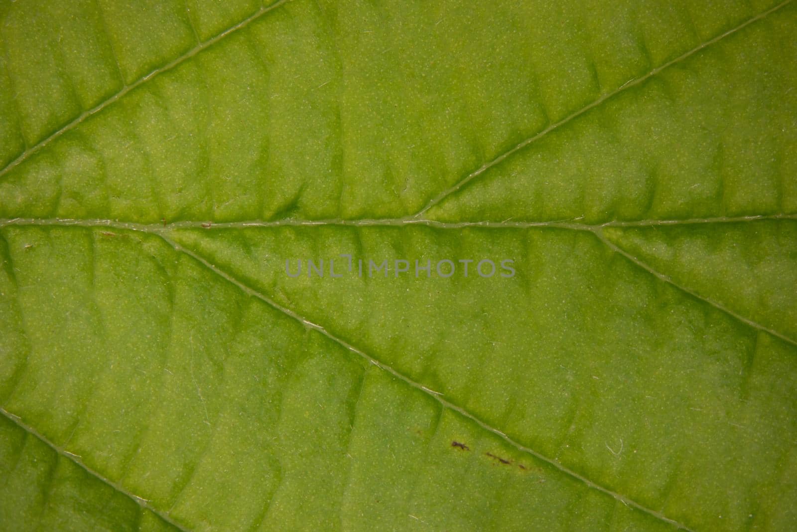 Leaf of a deciduous tree with leaf veins under a magnifying glass