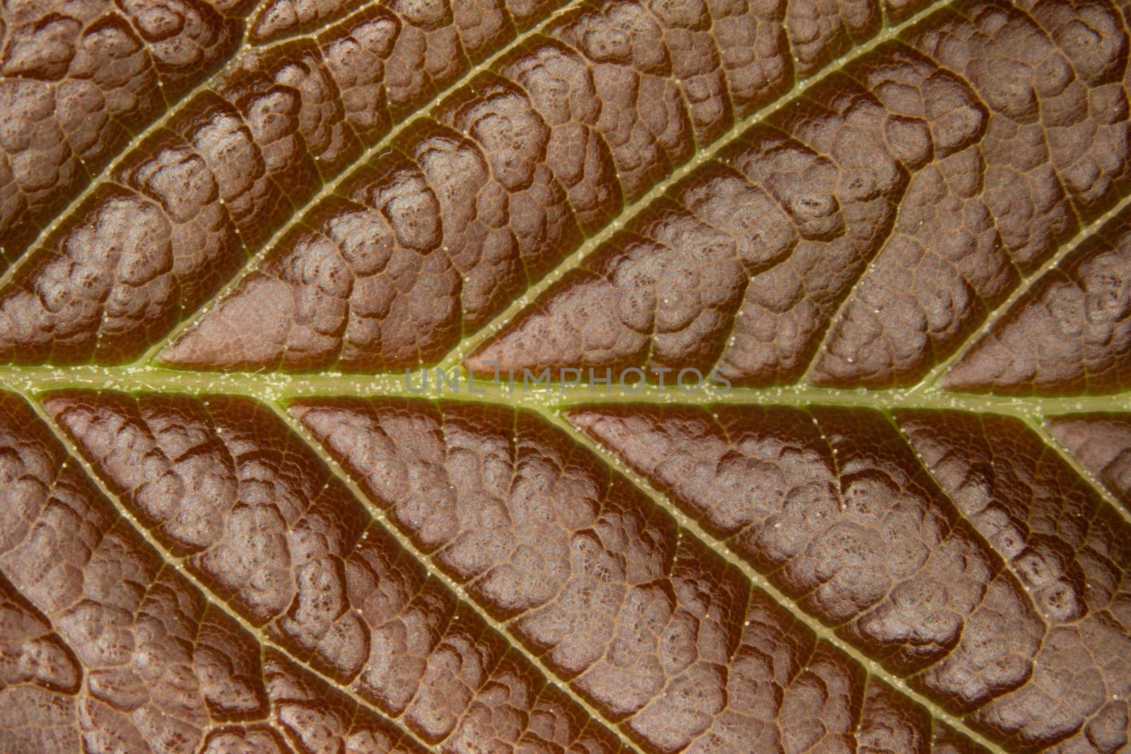 Leaf of a deciduous tree with leaf veins under a magnifying glass