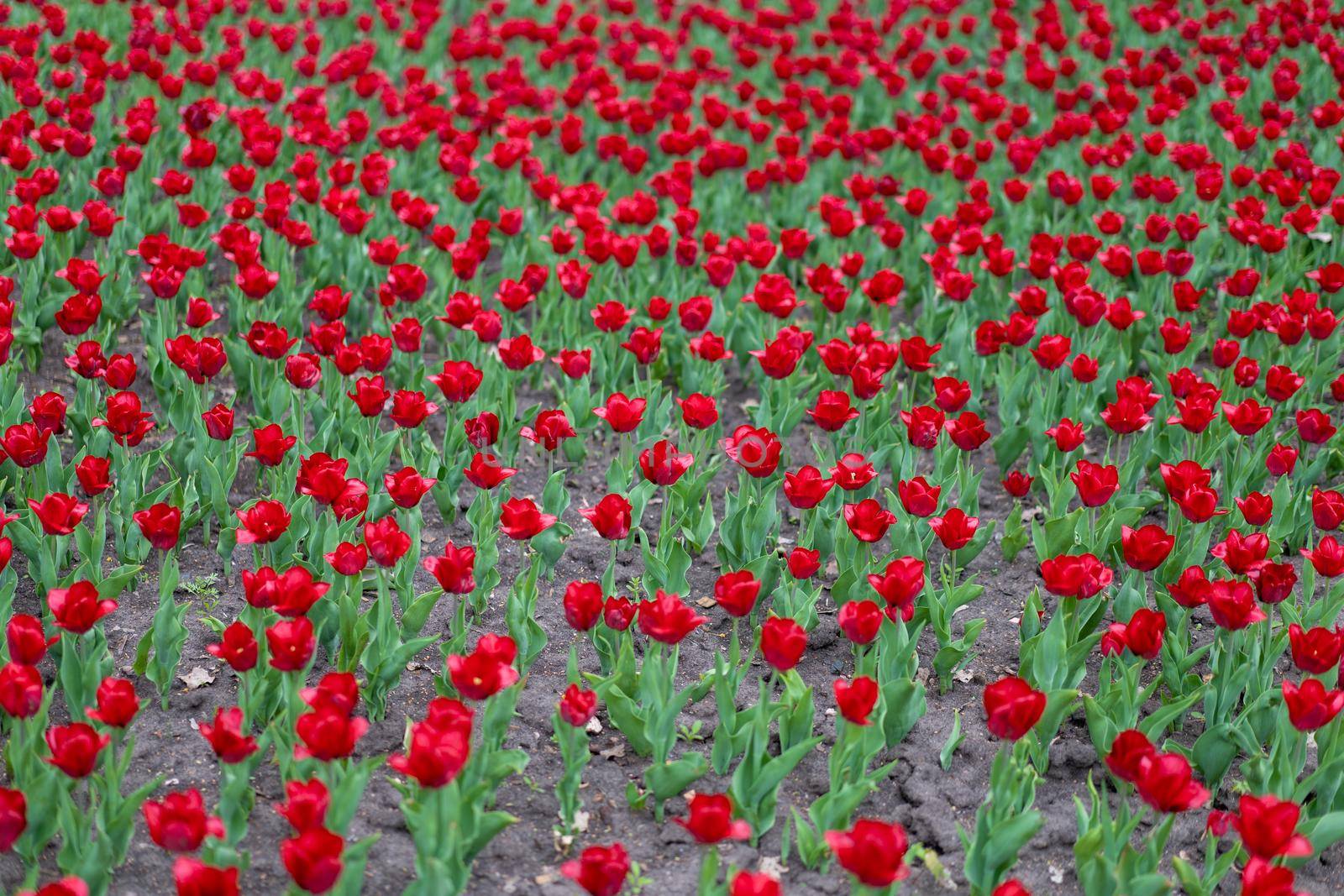 Red tulip flowers background outdoor by andreonegin