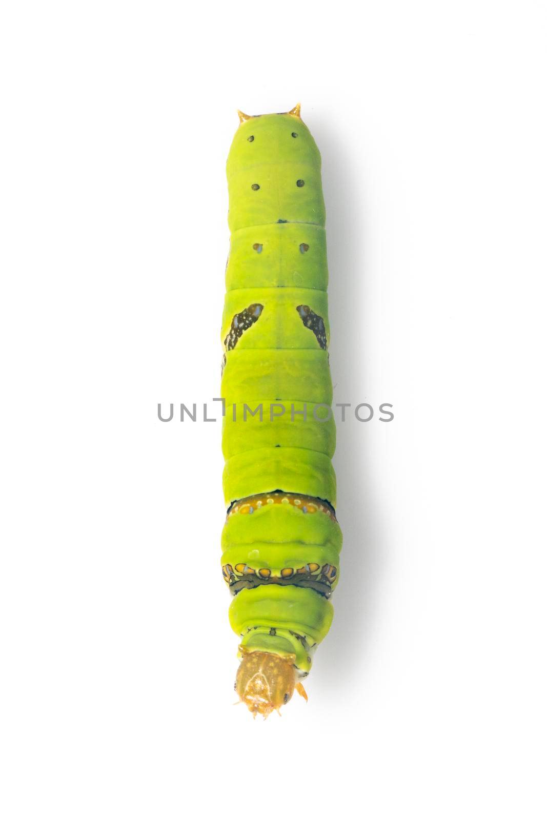Image of lime butterfly caterpillar isolated on white background. Insect. Animal. Green worm by yod67
