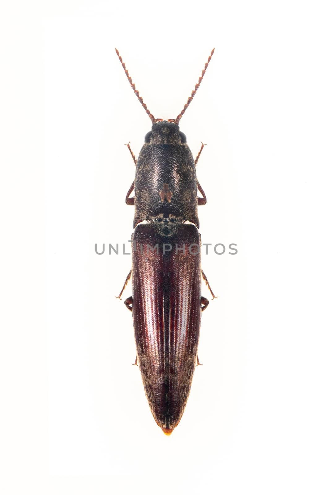 Image of click beetle isolated on white background. Insect. Animal. 