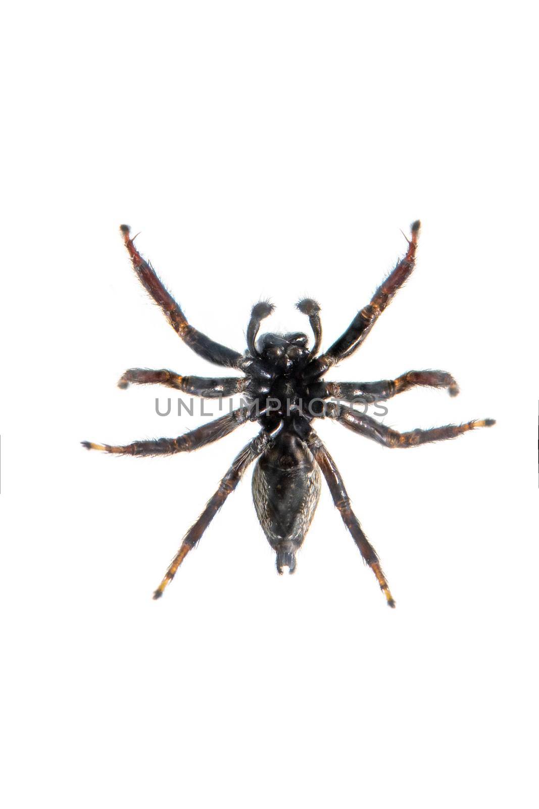 Image of biting jumping spider (Opisthoncus mordax) on white background. View from the bottom. Insect. Animal by yod67