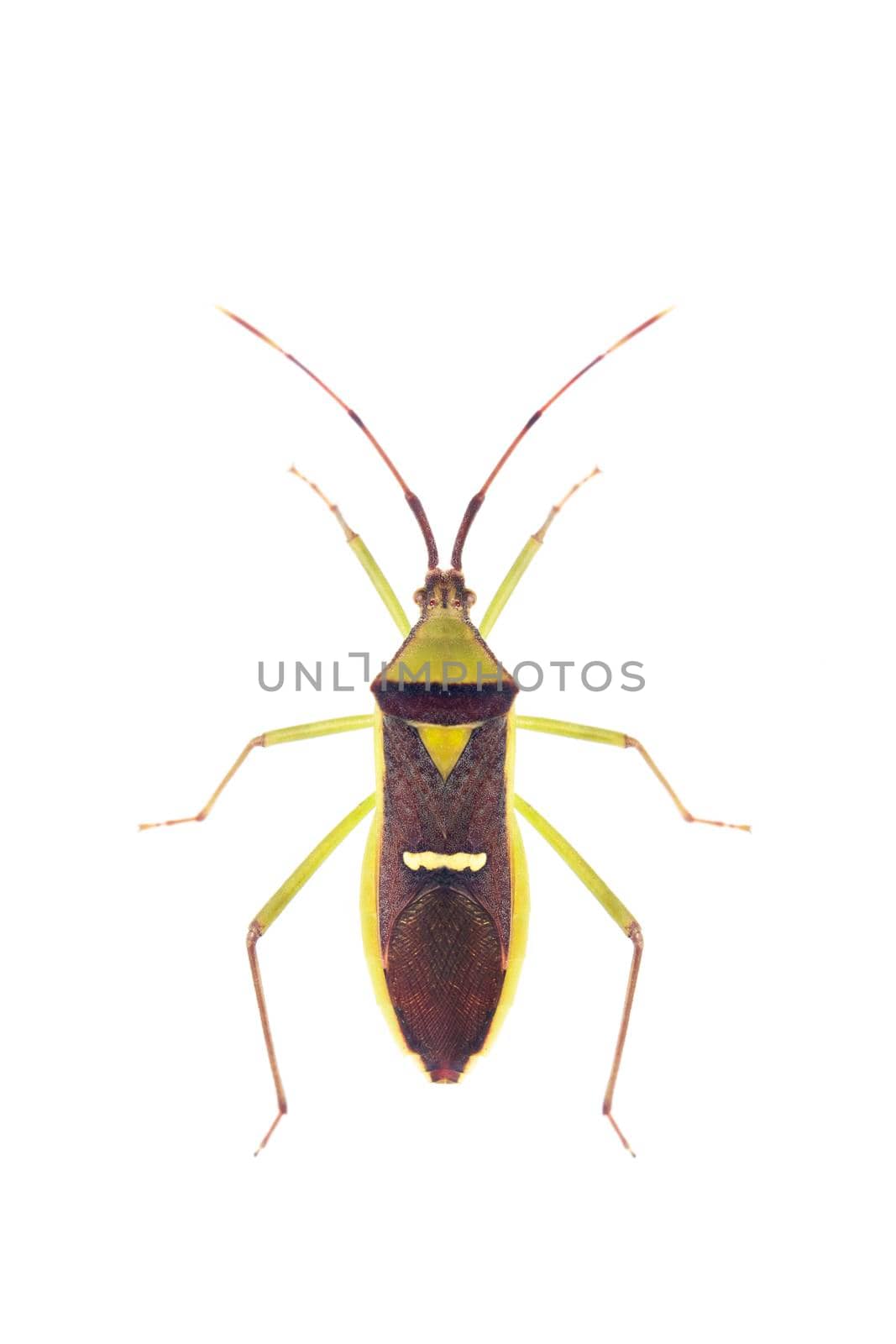 Image of green legume pod bug(Hemiptera) on white background. From top view. Insect. Animal by yod67