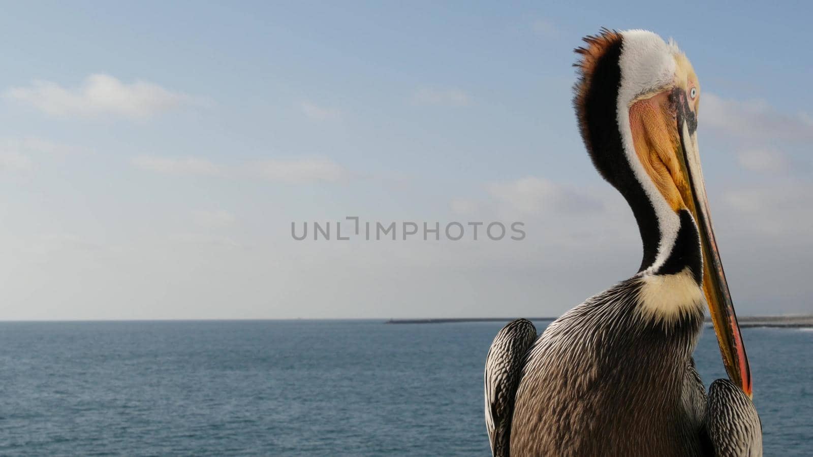 Wild brown pelican on wooden pier railing, Oceanside boardwalk, California ocean beach, USA wildlife. Gray pelecanus by sea water. Close up of coastal big bird in freedom and seascape. Large bill beak