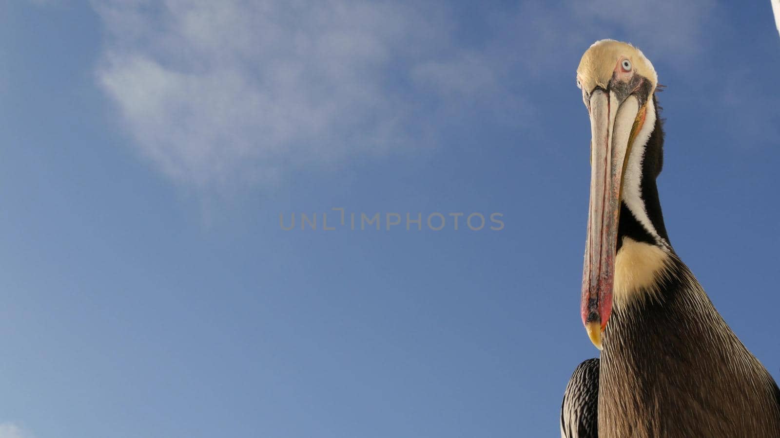 Wild brown pelican on pier, California ocean beach USA. Coastal pelecanus, big bird. Large bill beak by DogoraSun