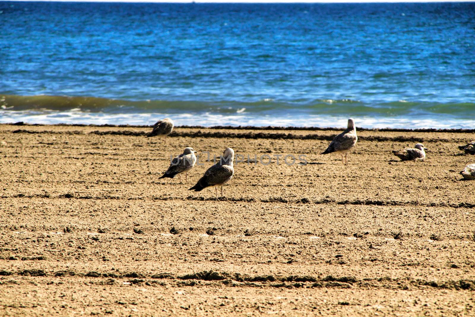 Seagulls on the sand on the beach in a cloudy day of winter