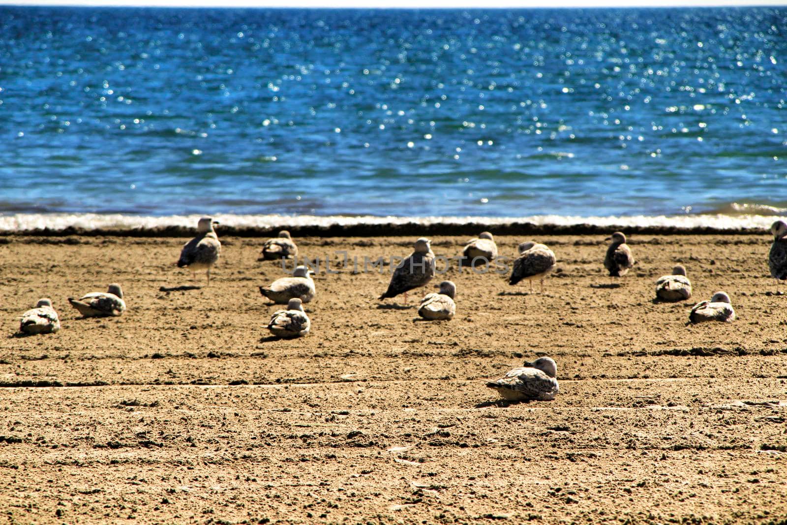 Seagulls on the sand on the beach in a cloudy day of winter