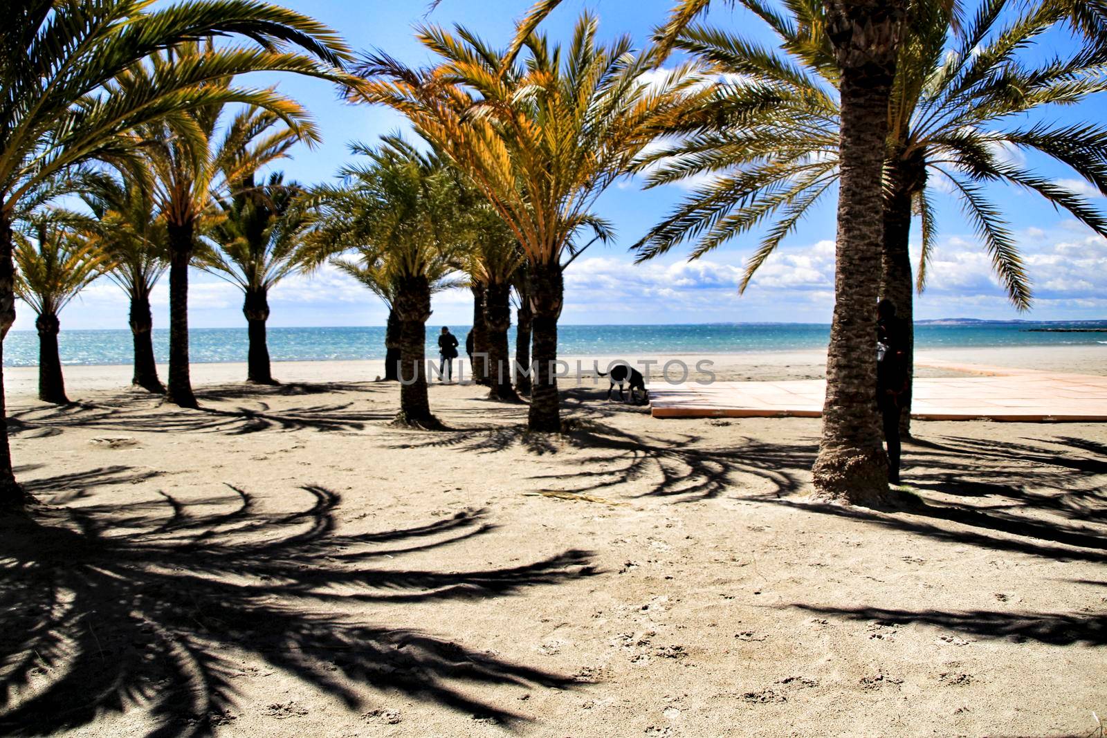 Oasis of palm trees on the beach in Santa Pola village, southern Spain in a cloudy day of Spring