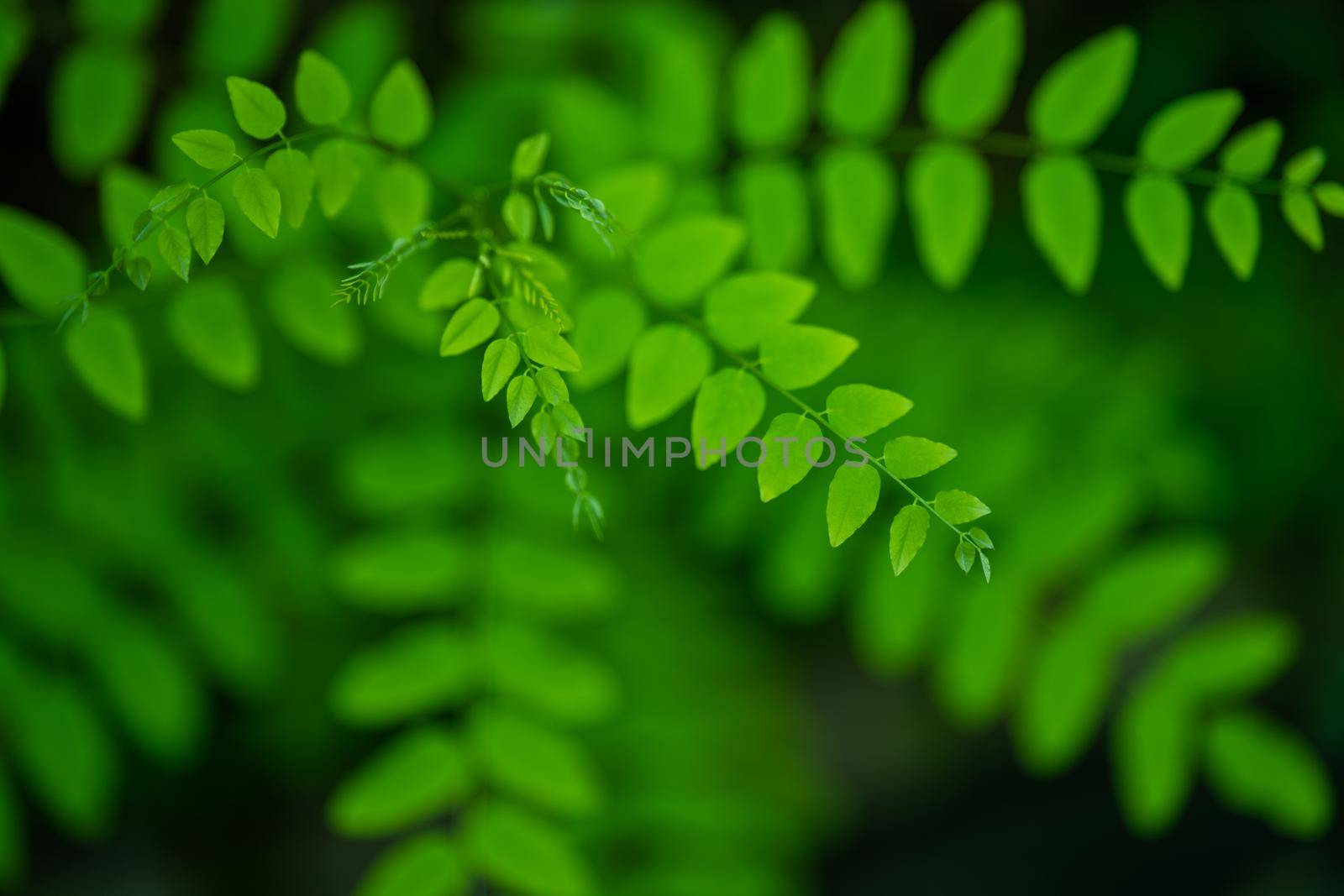 Fresh new green leaves on blurred background by uphotopia