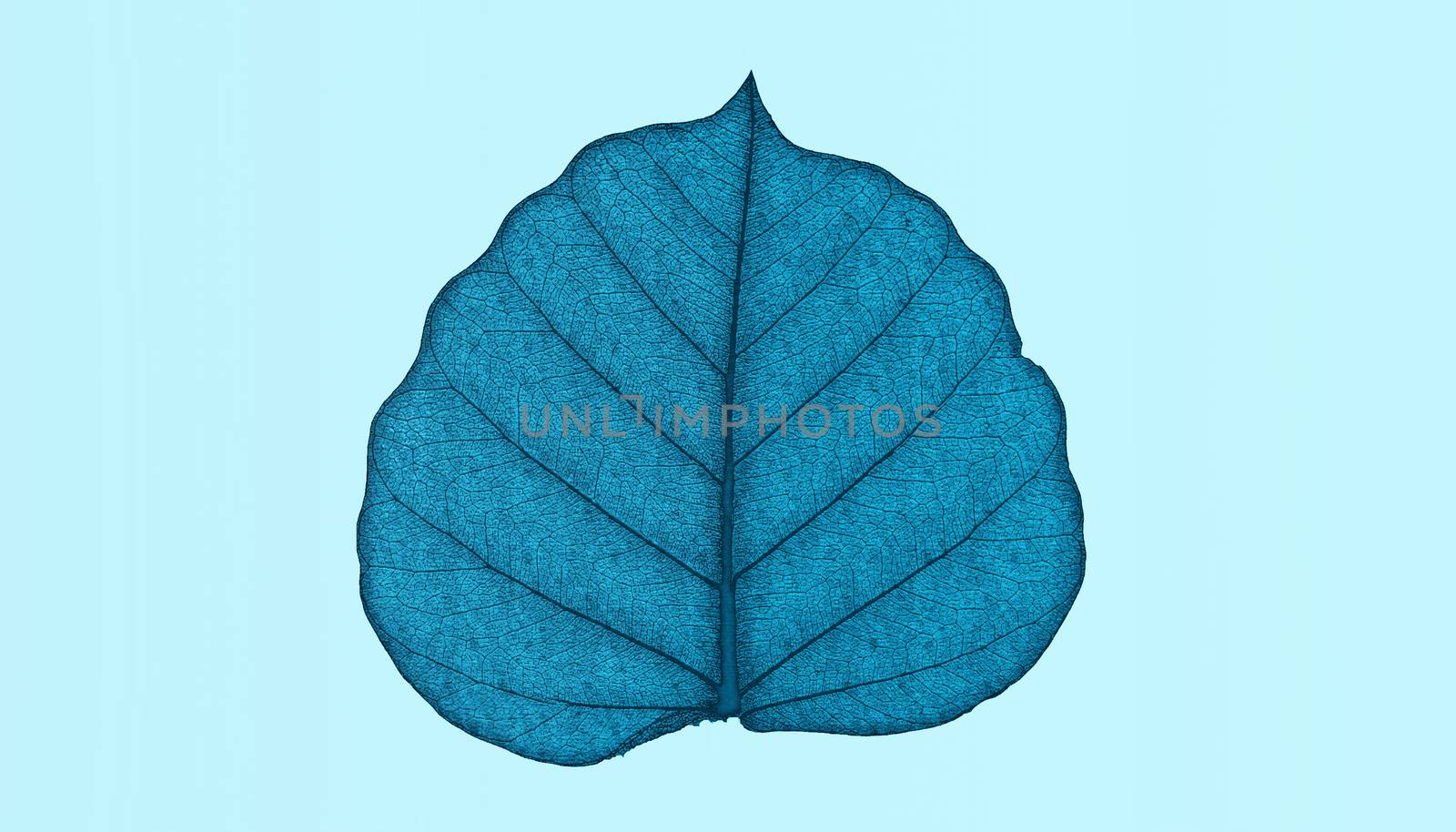 Leaf natural background concept  close-up 3d rendering isolated