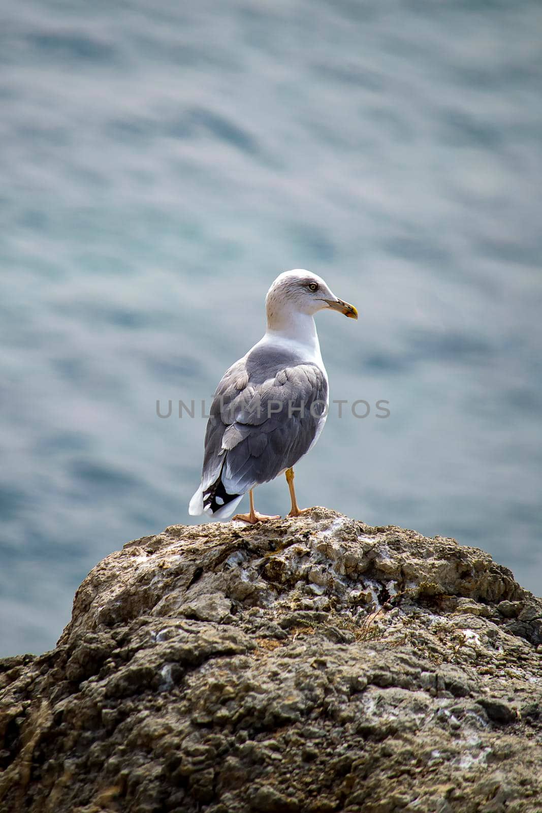 Seagull on rock near cliff. Sea. Sunny autumn day. Back view. by Essffes