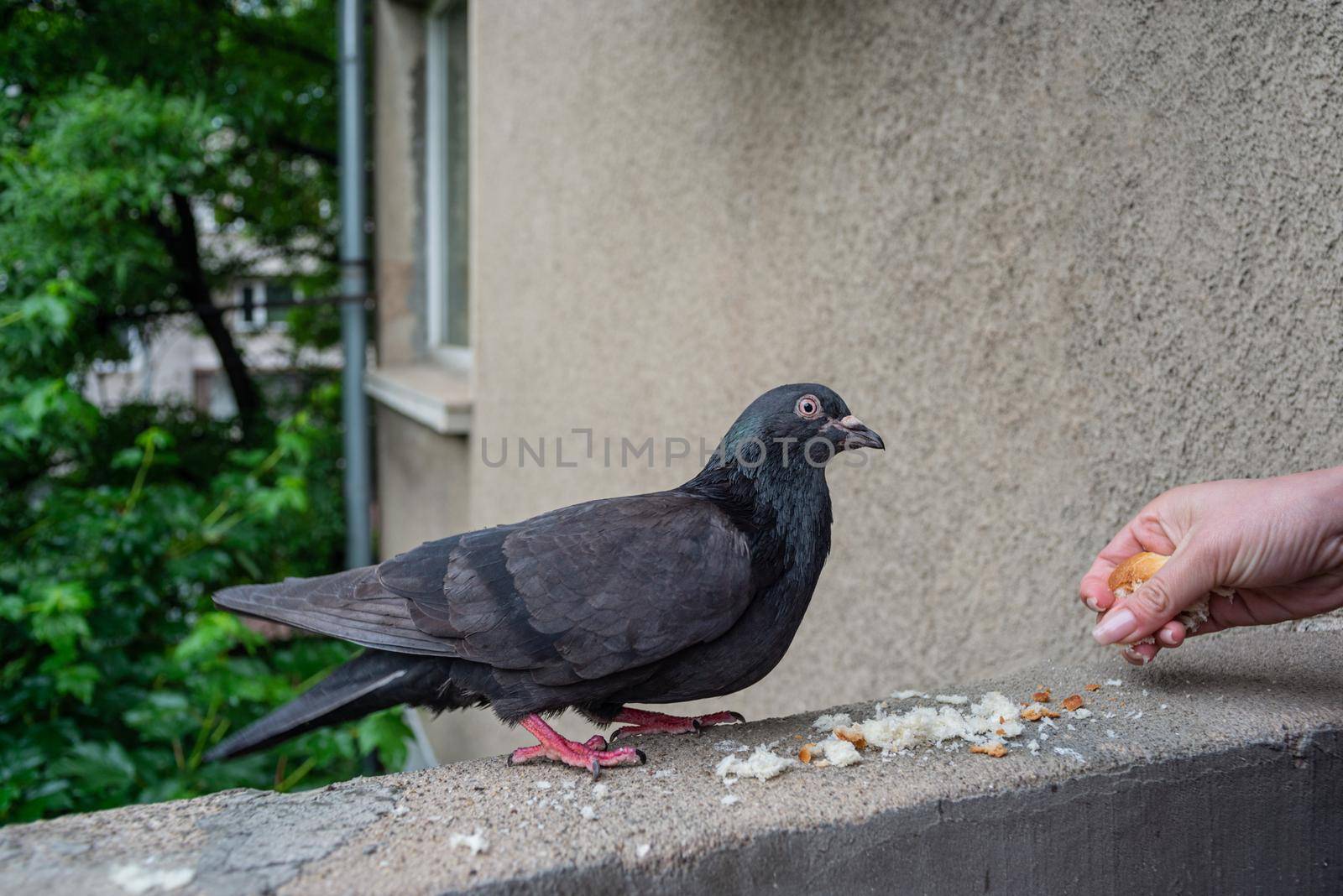 Female hand is feeding a black pigeon with little of bread on a balcony of a gray building.