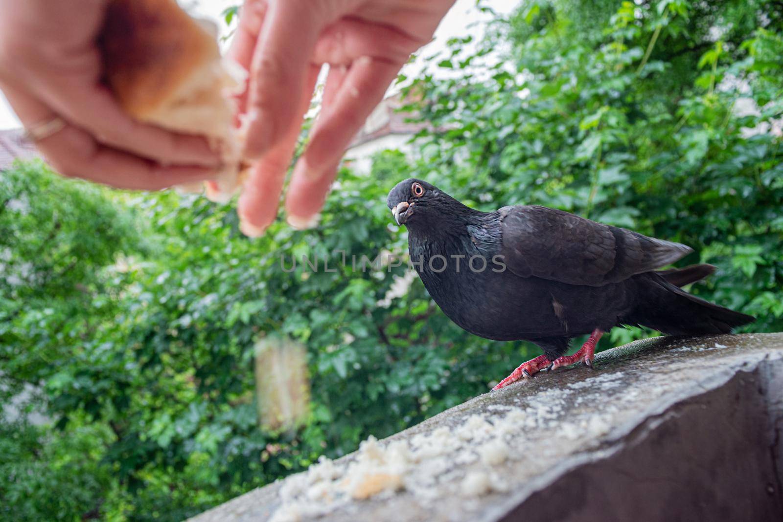 Female Hands Are Feeding Pigeon On Balcony by vilevi