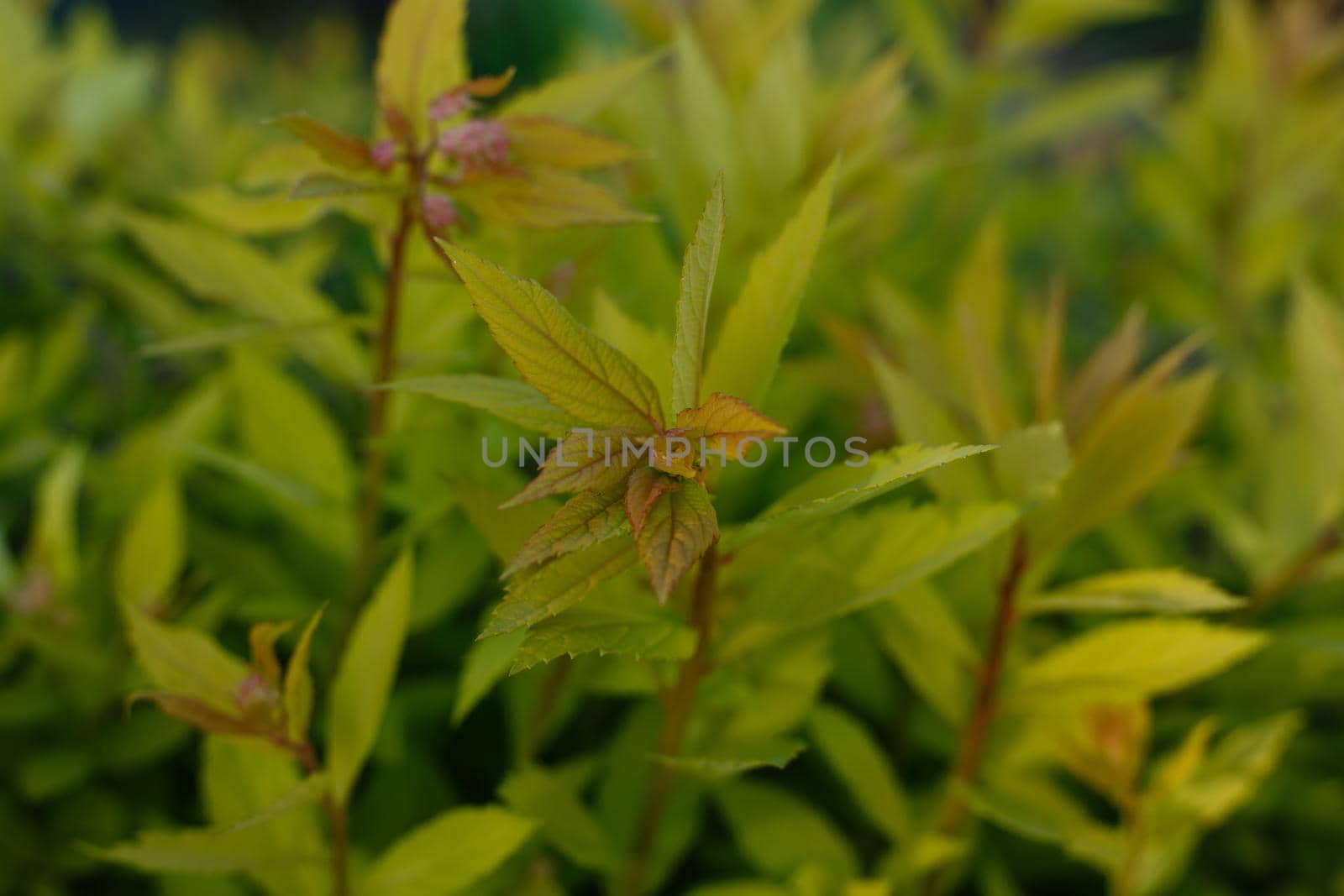 Selective focus, yellowish green plants. Concept of foliage background, forest plants and nature