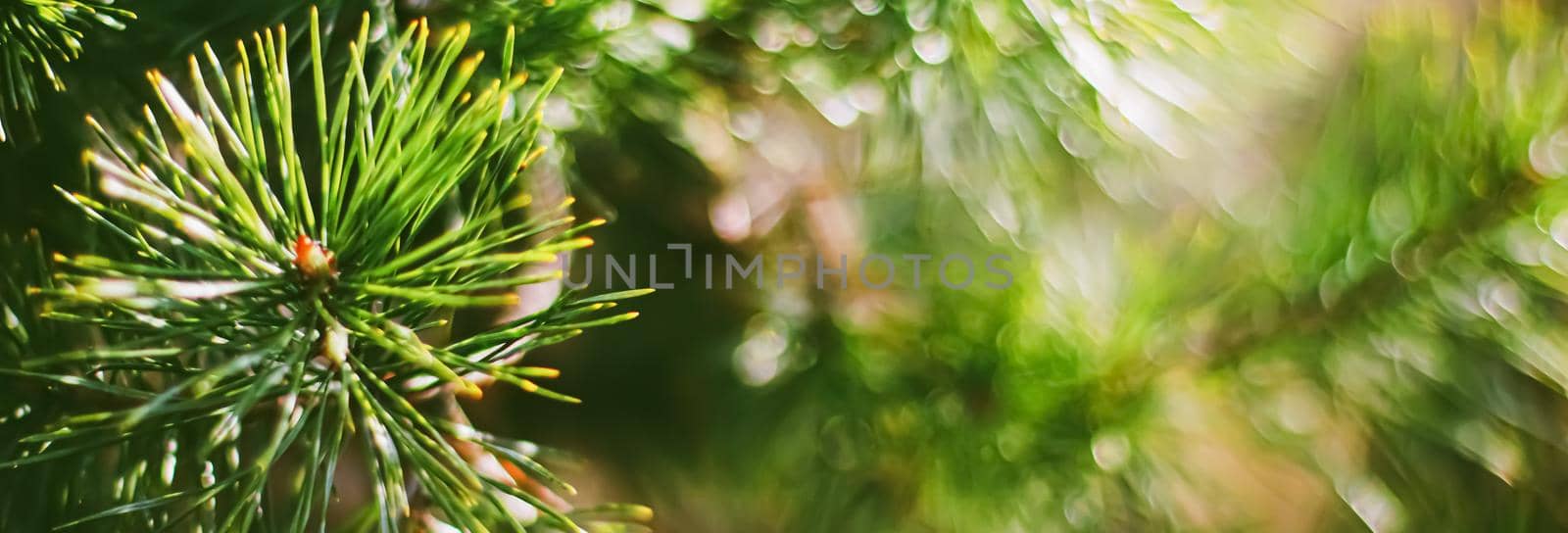 Spruce tree branches as abstract nature background and natural environment concept