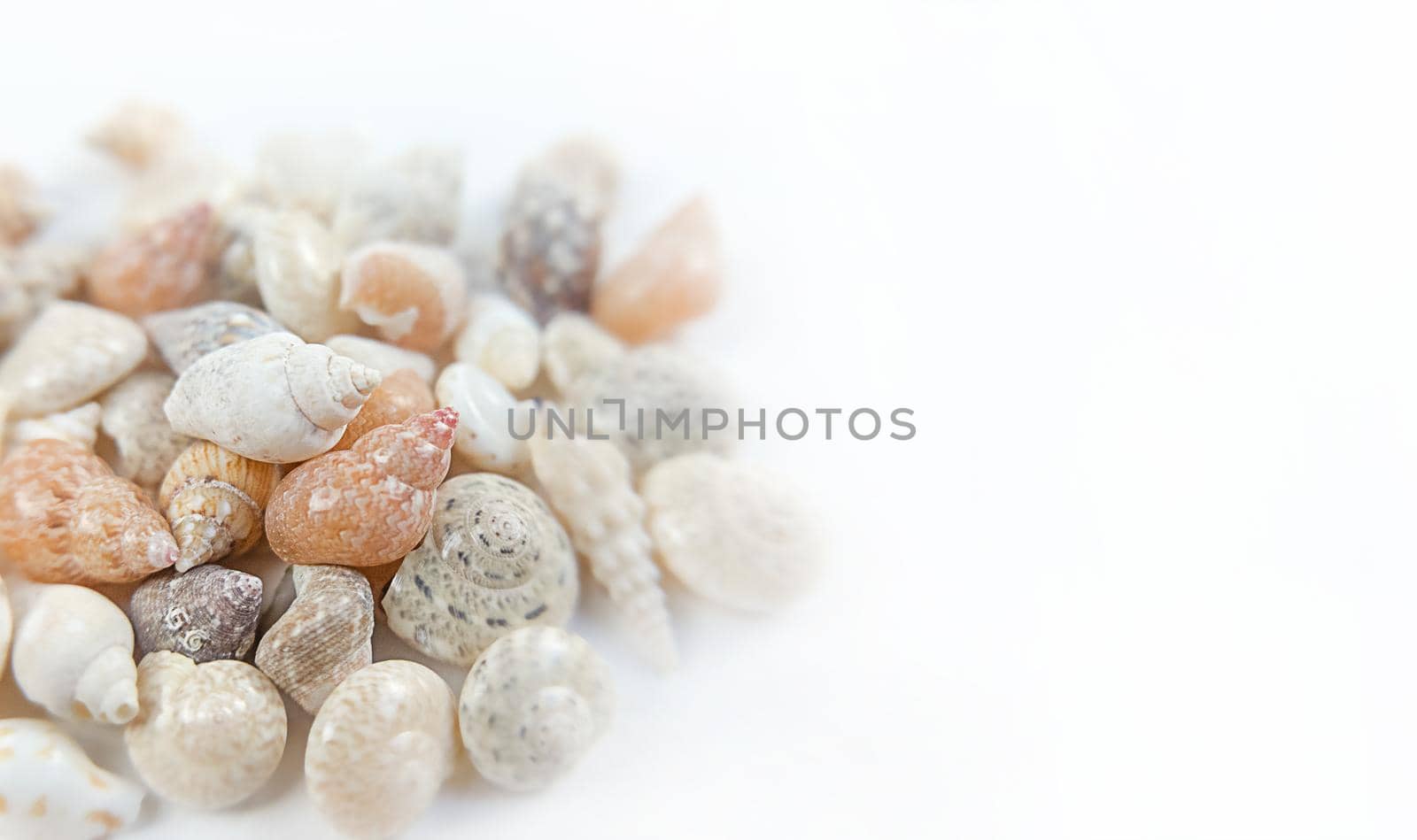 Mix of seashells on a white background with copy space.