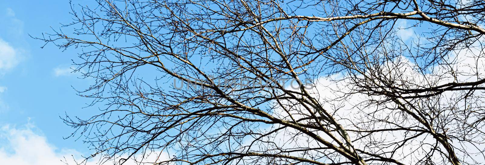 Tree and blue sky in early spring or autumn, nature background by Anneleven