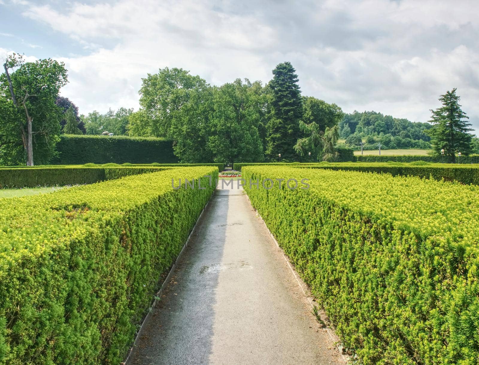 Detail of a garden labyrinth, hedge buxus new spring shoots, close up view