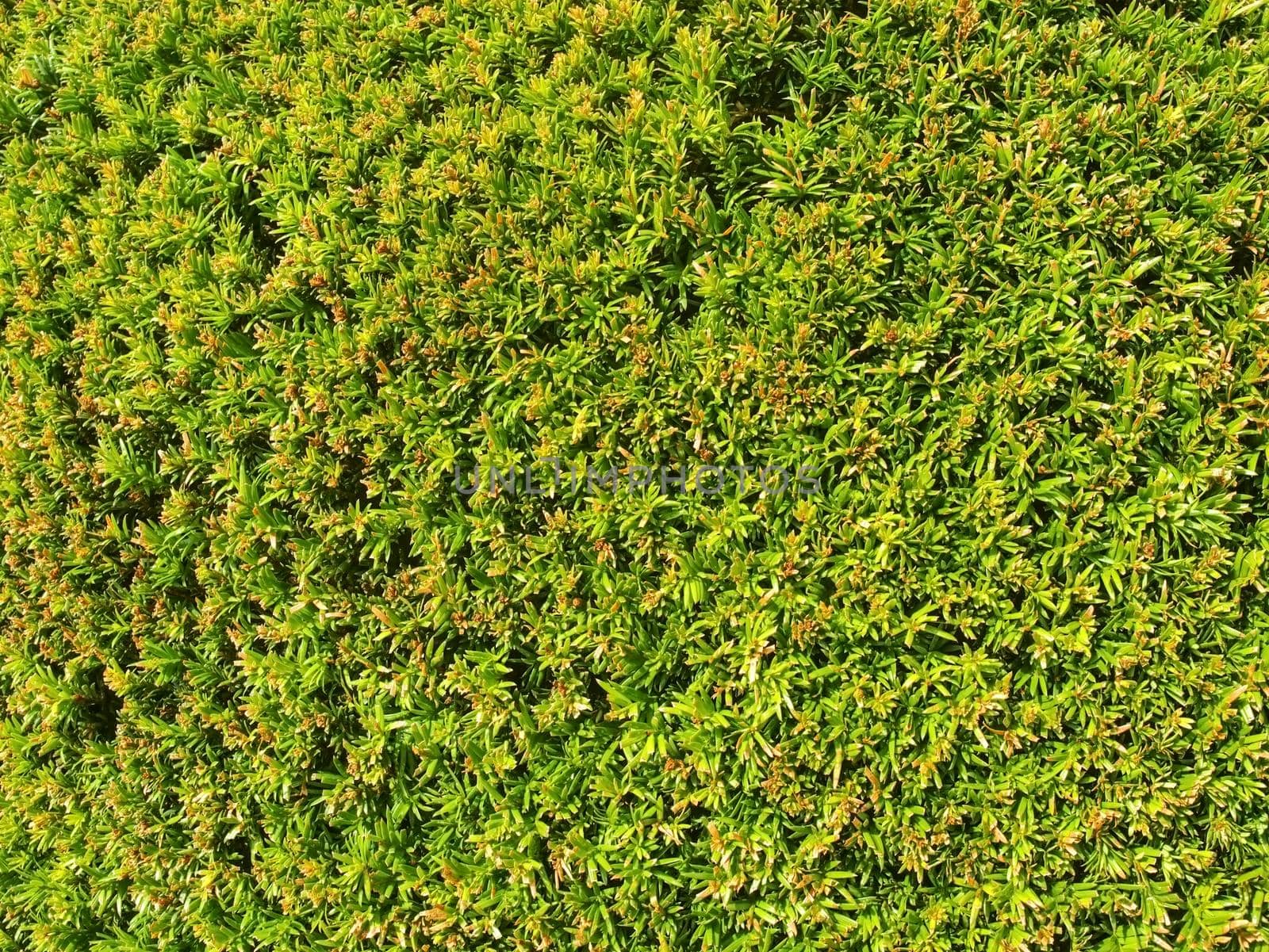 Green hedge of thuja trees. Green hedge of the tui tree, Evergreen boxwood on a blurred green background. Nature and botany