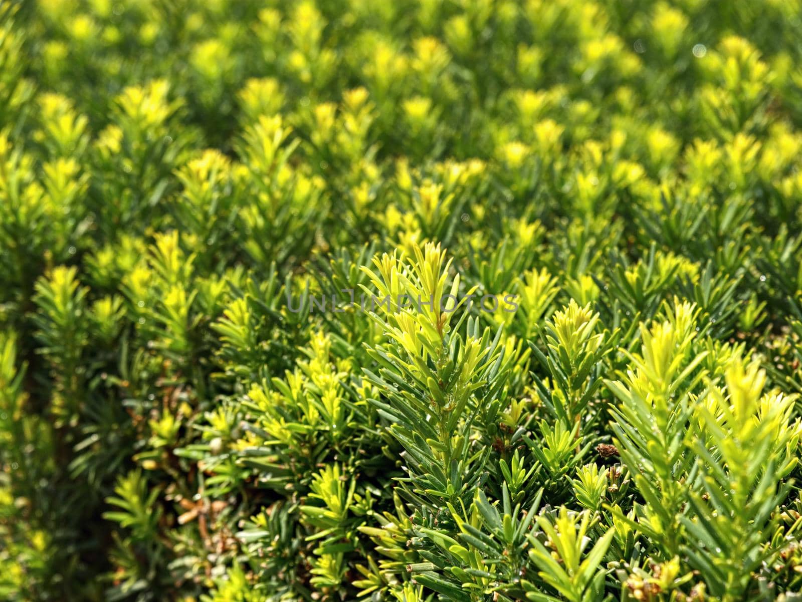 Hedge in old castle garden cut as labyrinth. Fresh green buxus leaves in the garden. Buxus sempervirens. 