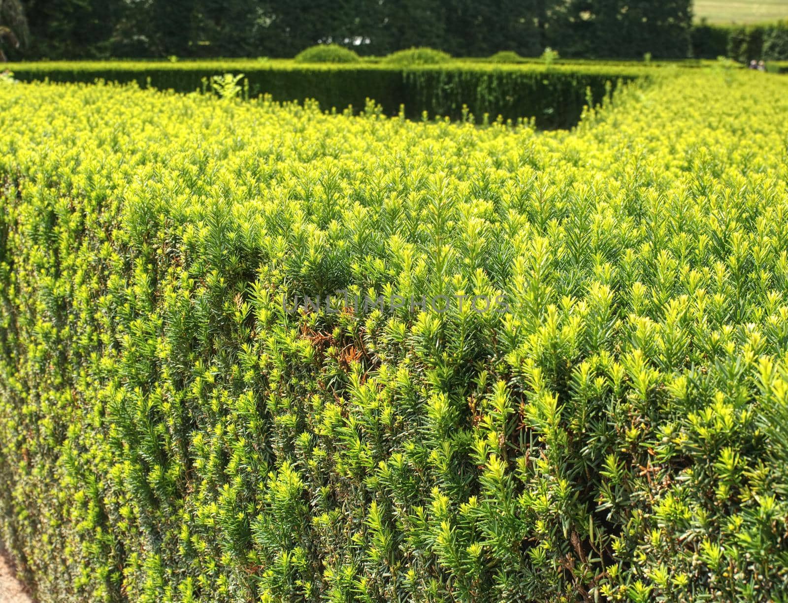 Hedge in old castle garden cut as labyrinth. Fresh green buxus leaves in the garden. Buxus sempervirens. 