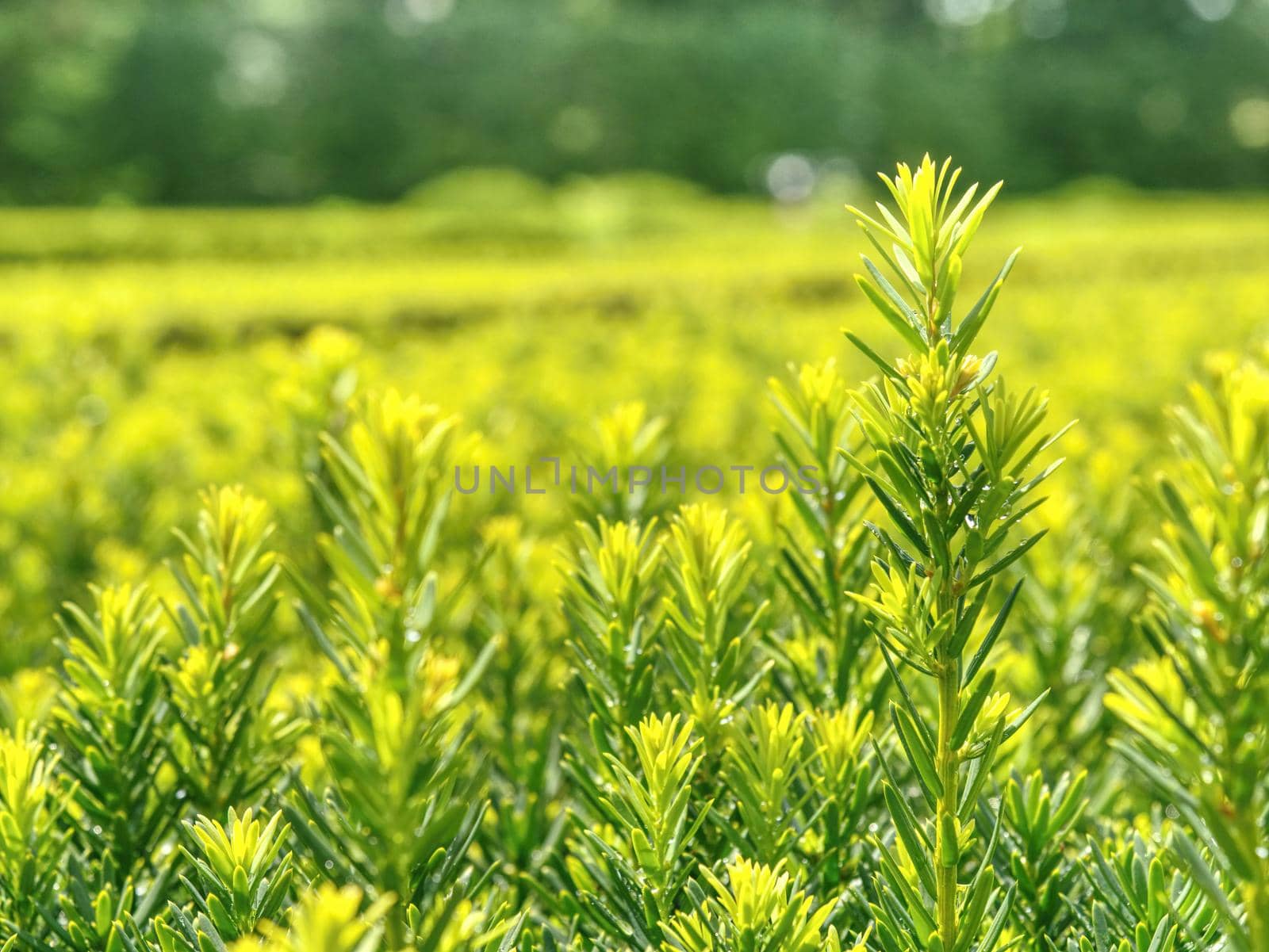 Detail of a garden labyrinth, hedge buxus new spring shoots  by rdonar2