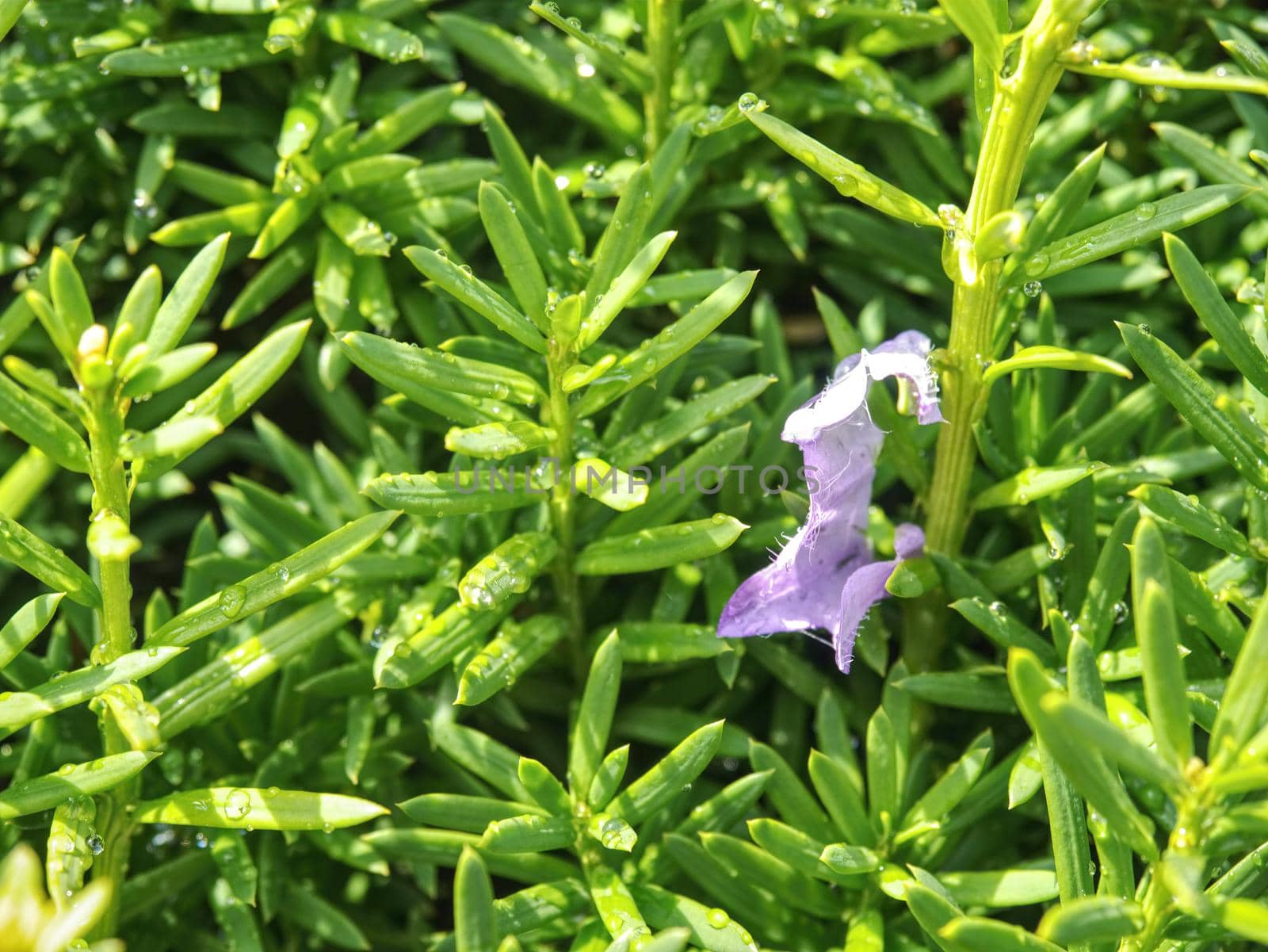 Hedge fence in modern garden.  Small green leaves on a thick bush in the garden