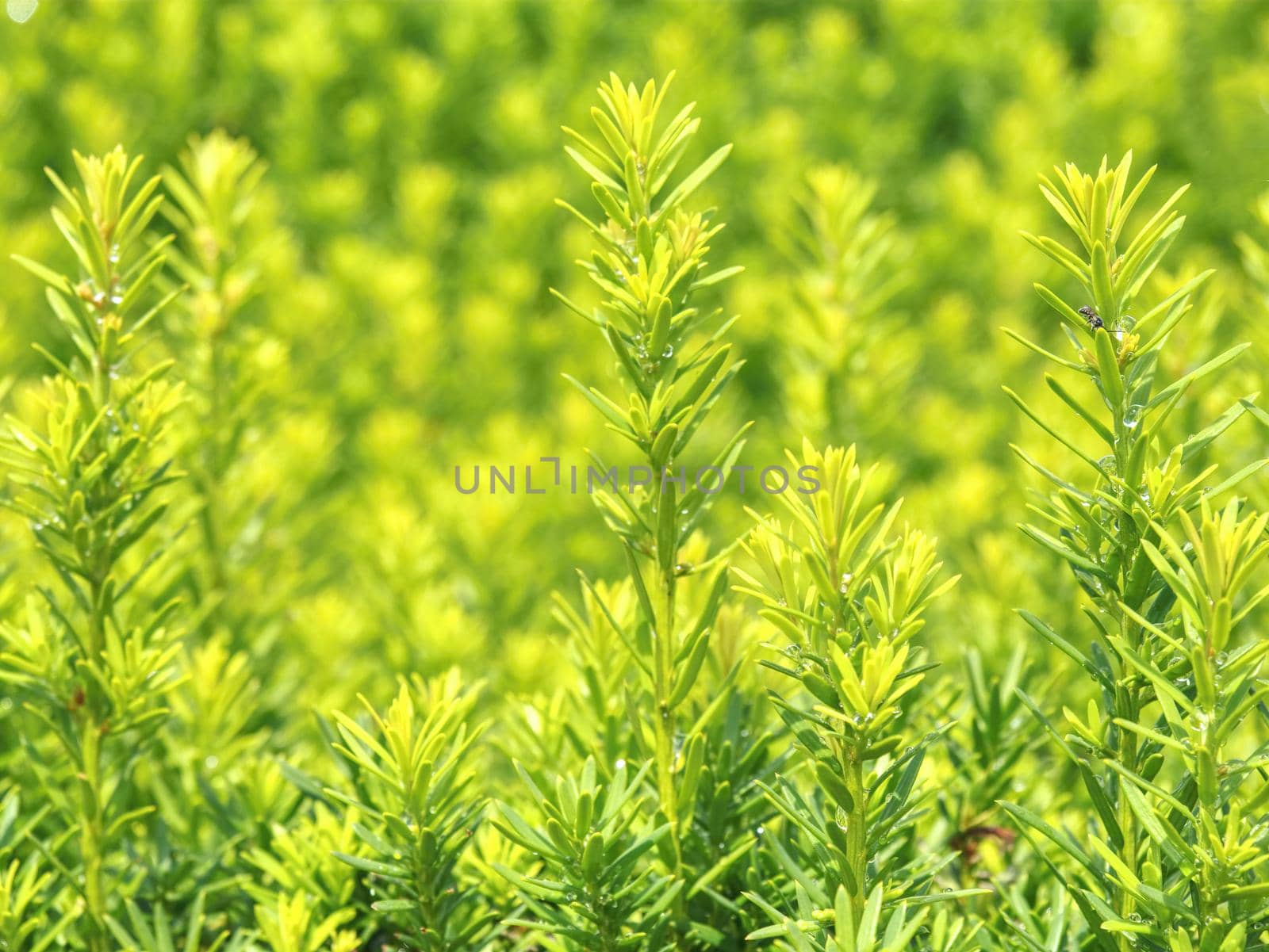 Detail of hedge in the castle garden. Lush foliage of growing bushes. Natural green background.