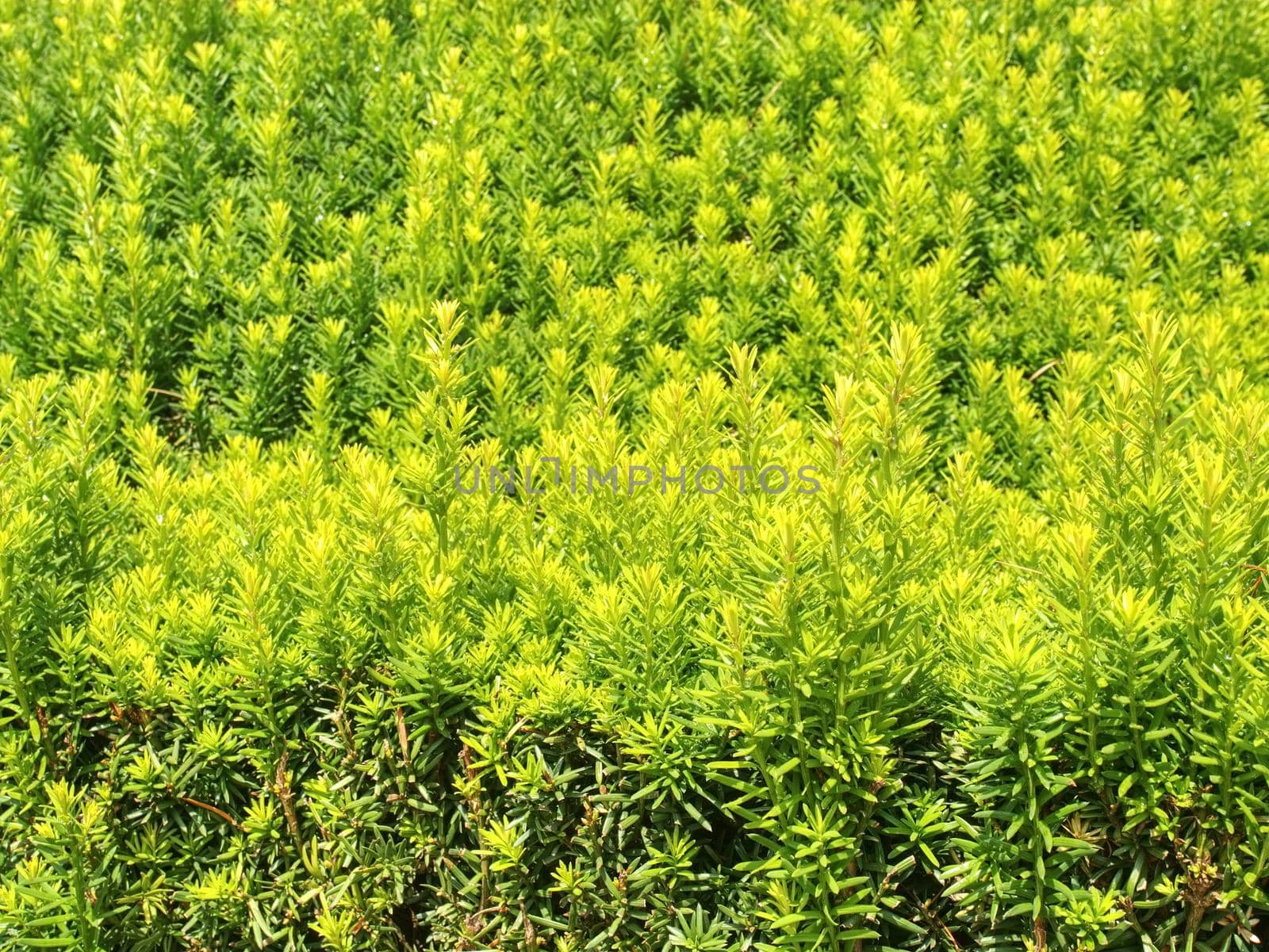 Hedge fence in modern garden.  Small green leaves on a thick bush in the garden