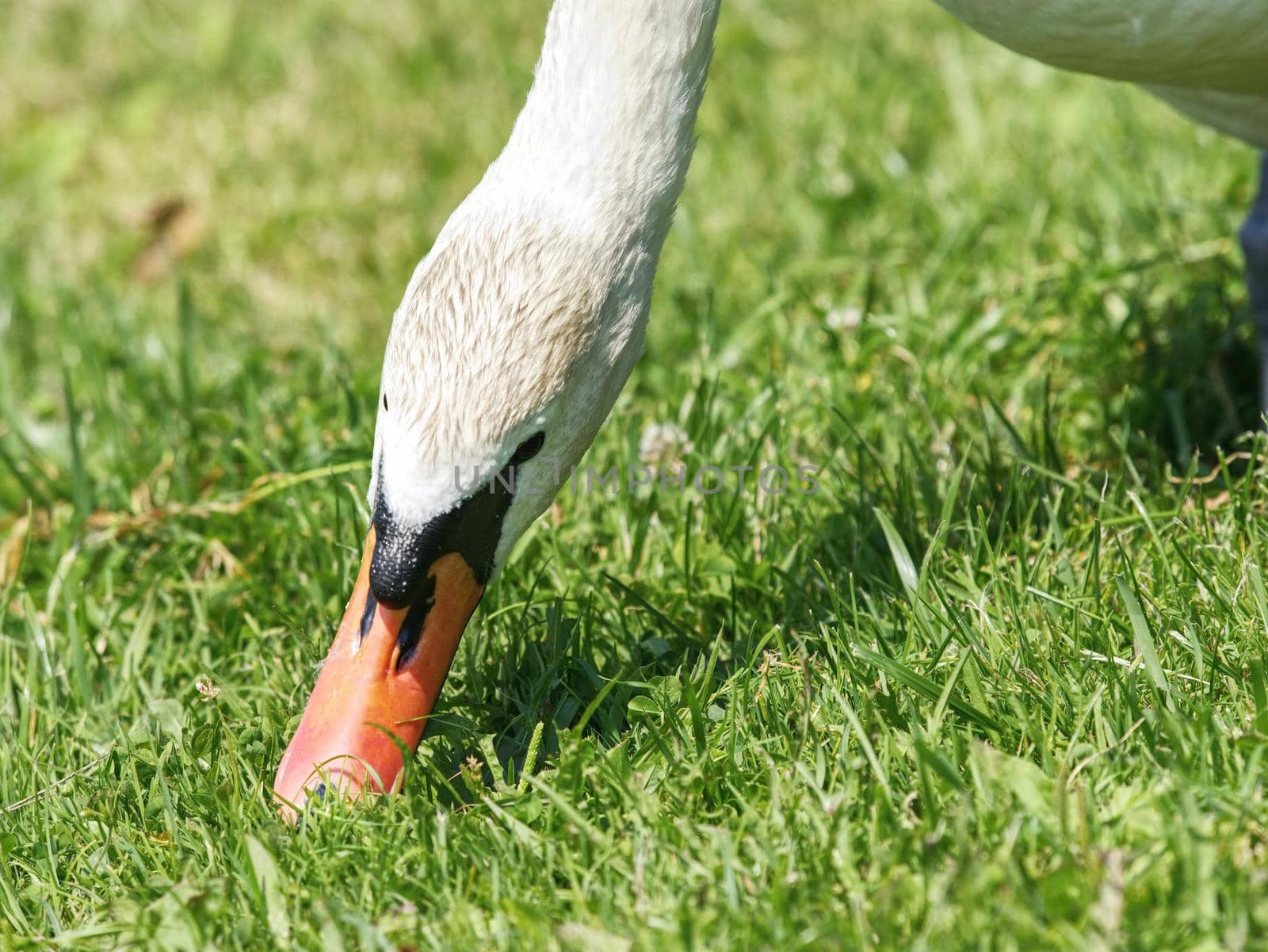 Breeding of wild Swan feeding on lake bank, close view. Swan head in detail