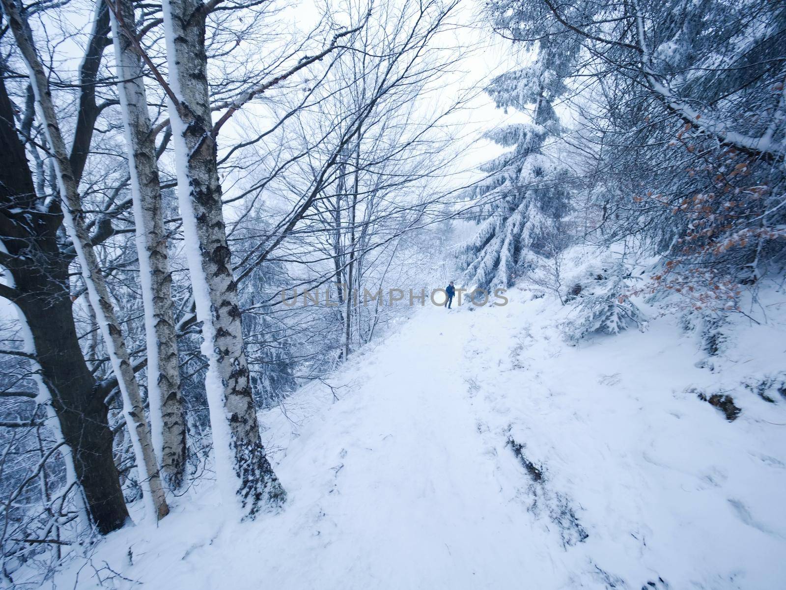 Diminishing snowy path through a forest. Winter dark and misty forest on the hillside by rdonar2