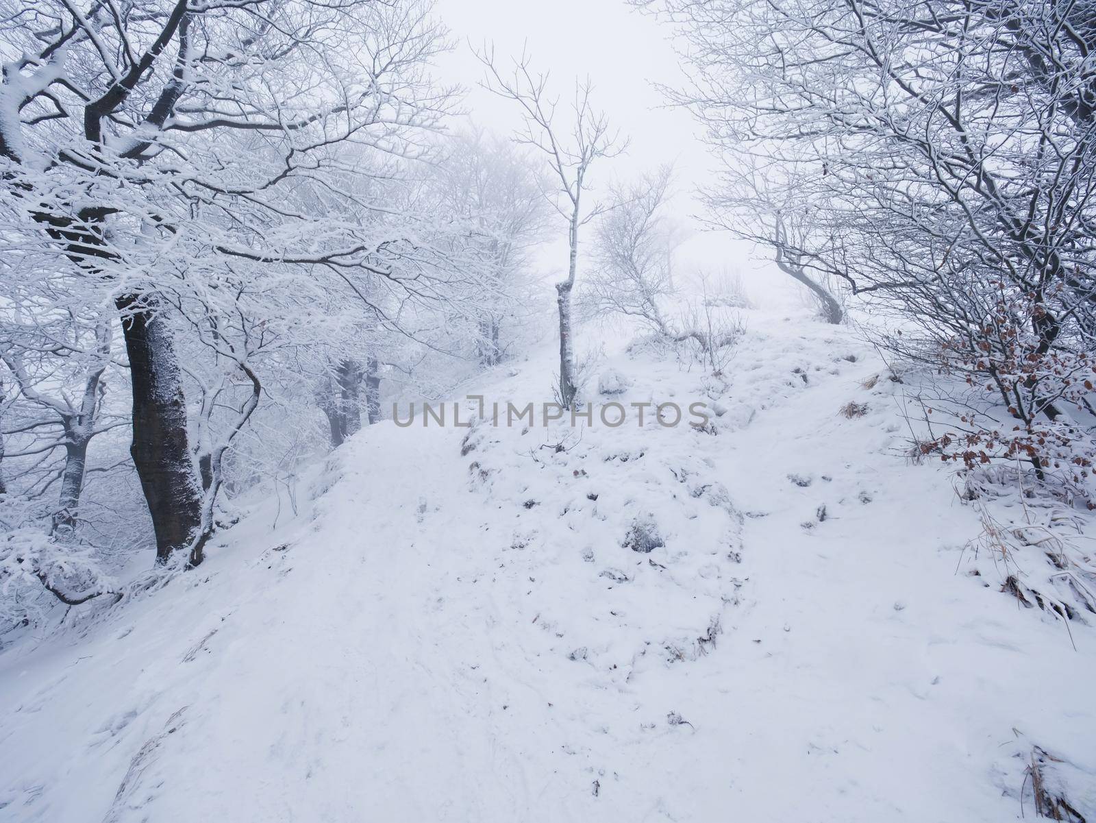 Diminishing snowy path through a forest. Winter dark and misty forest on the hillside, terrible snowing