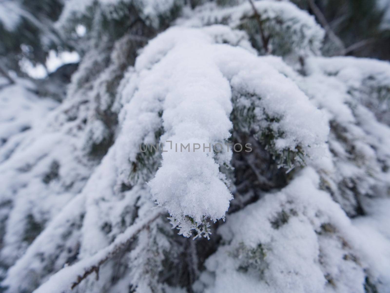 Winter forest while snowing. Snowy trees in dark and misty  winter park. Evening walking trail. 