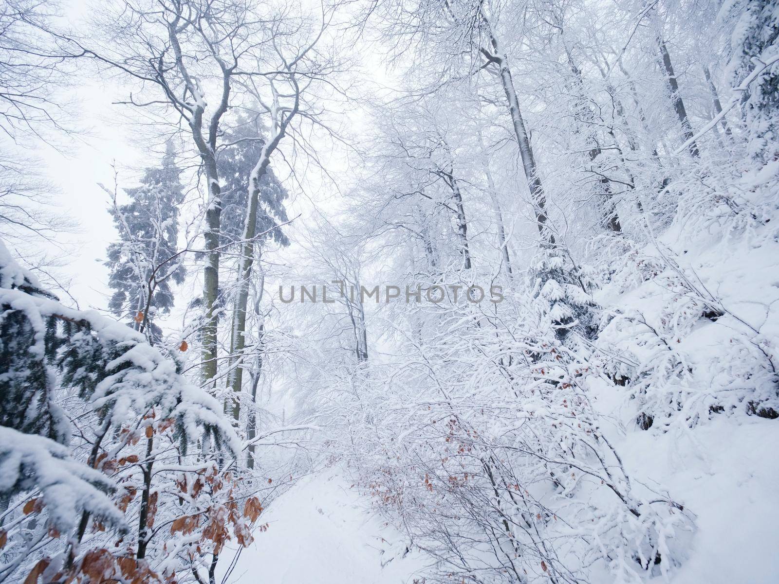 Diminishing snowy path through a forest. Winter dark and misty forest on the hillside, terrible snowing